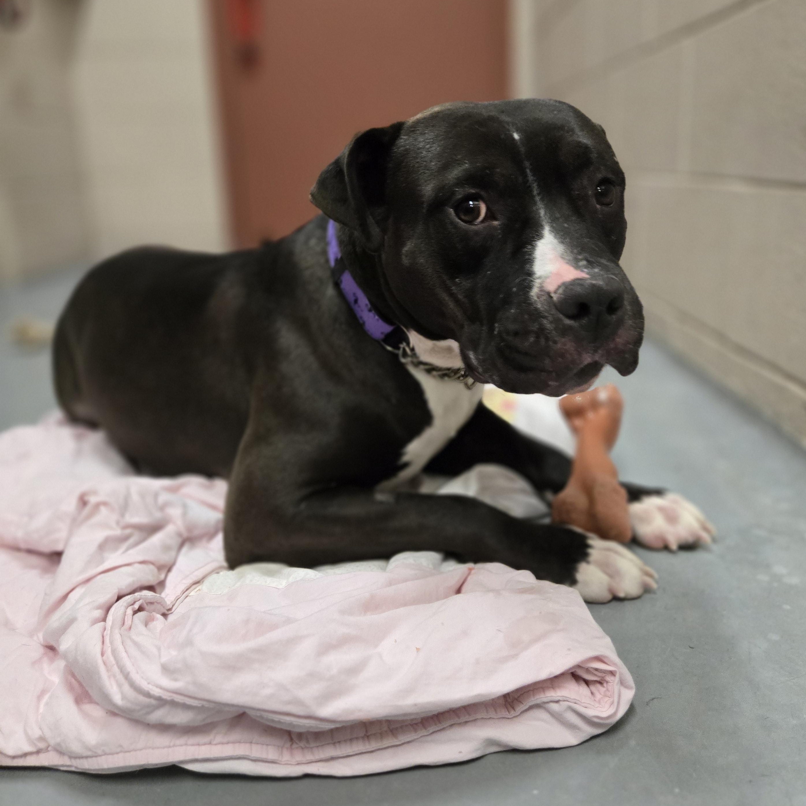 Enlarge Poppy, a ADOPTABLE mixed breed in Bowmanville, ON image 3/4