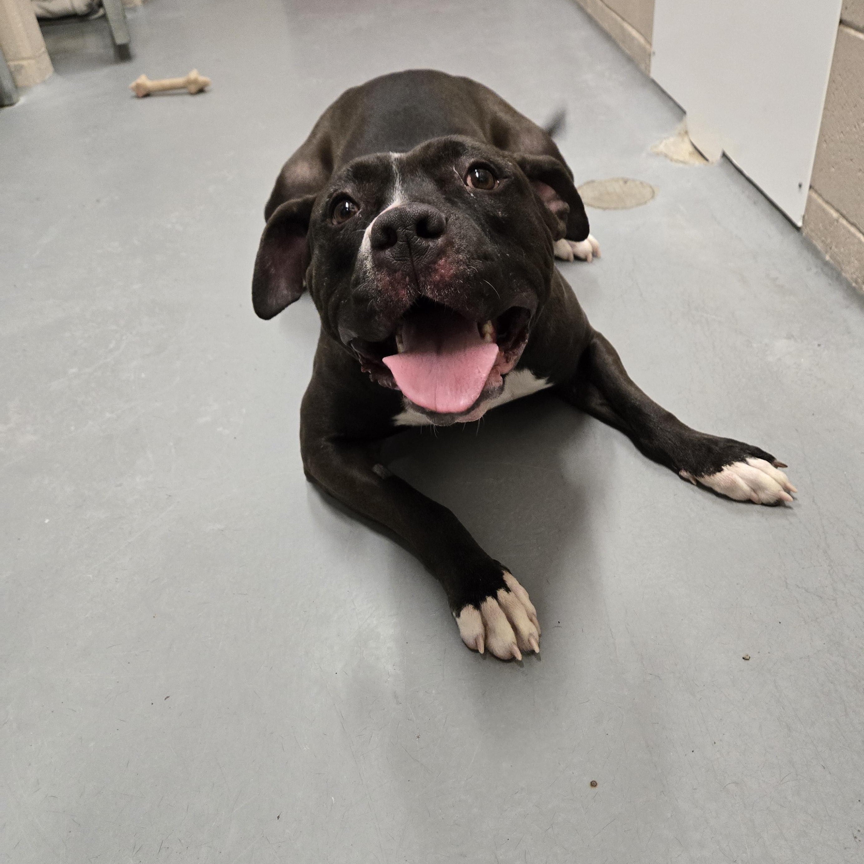 Enlarge Poppy, a ADOPTABLE mixed breed in Bowmanville, ON image 2/4