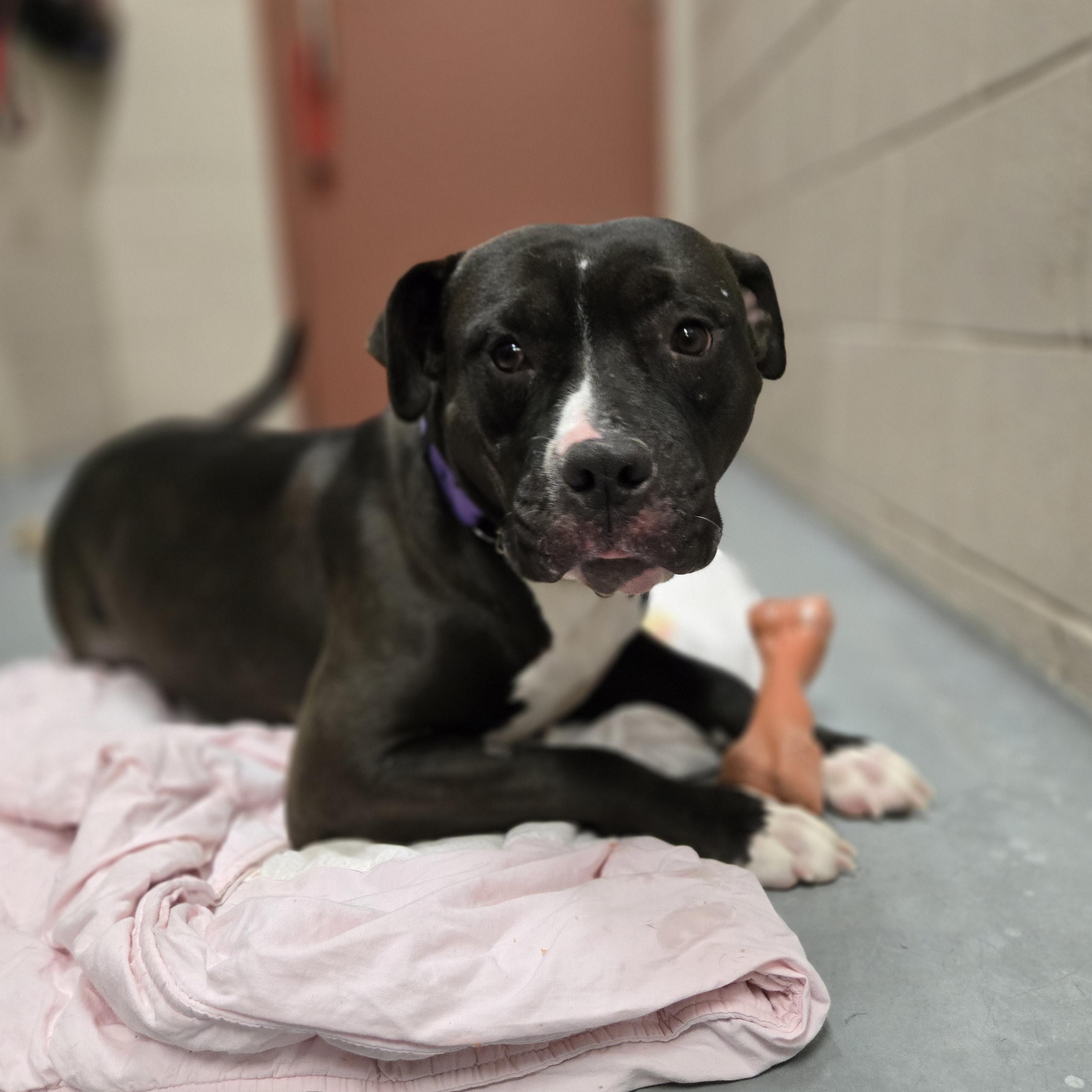 Enlarge Poppy, a ADOPTABLE mixed breed in Bowmanville, ON image 4/4