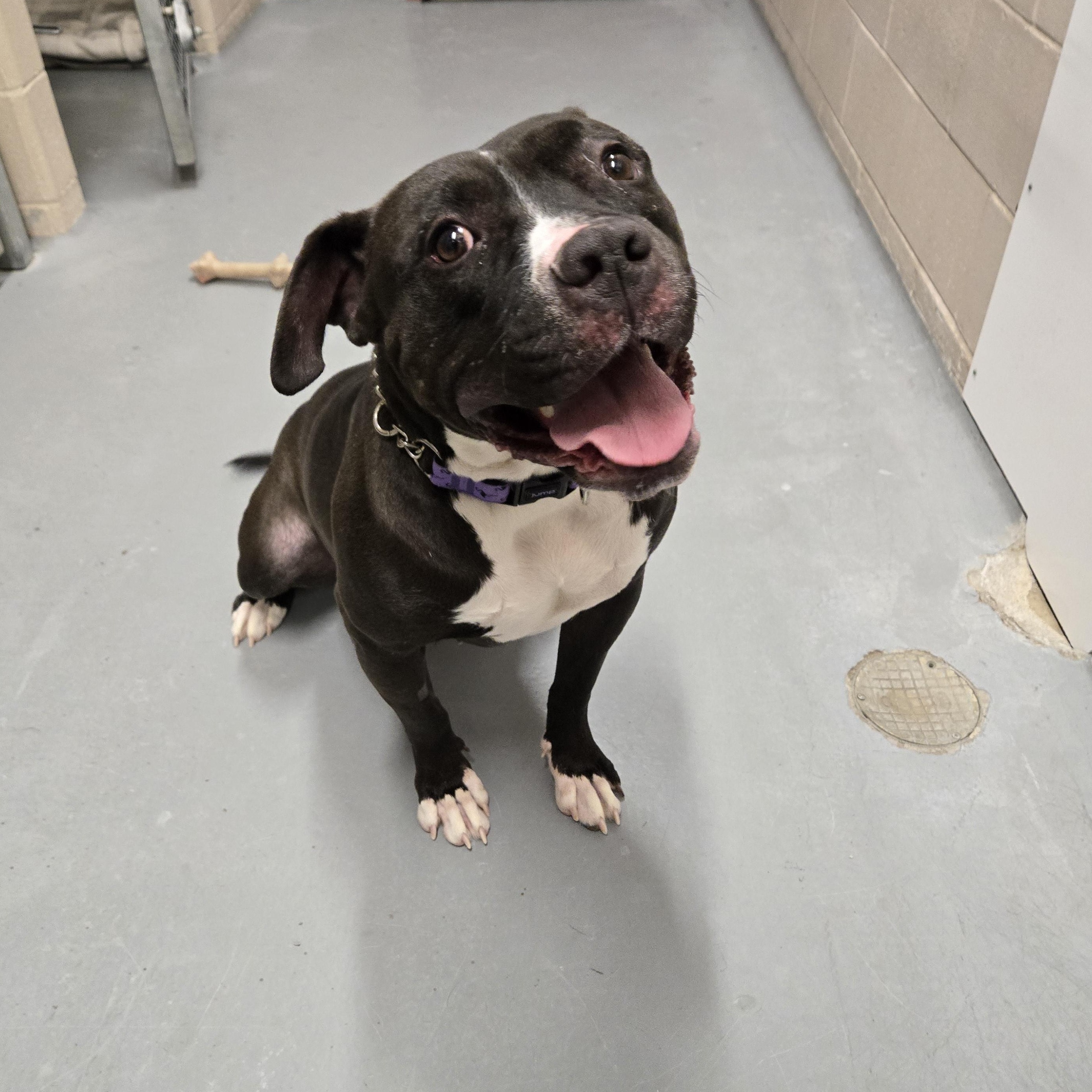 Poppy, ADOPTABLE, Adult Female American Bulldog.