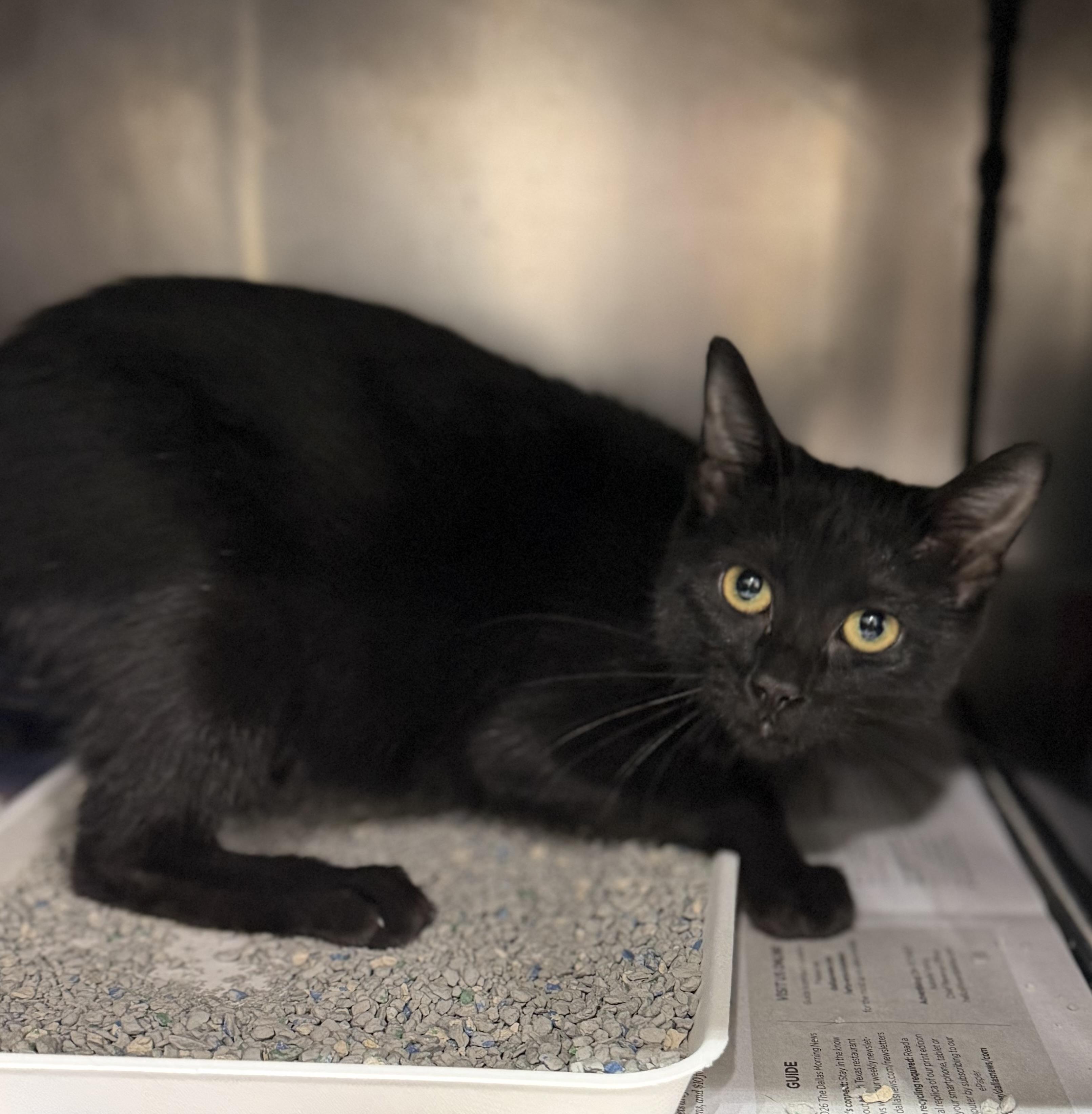 Helium, Adoptable, Young Female Domestic Short Hair.