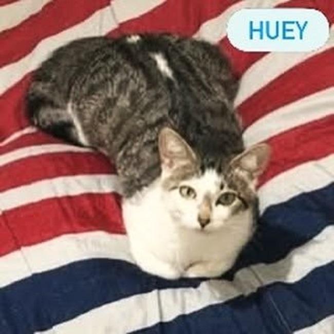 Enlarge HUEY, a ADOPTABLE Domestic Short Hair in Pegram, TN image 1/1