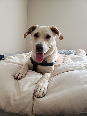 Sophie photo 3