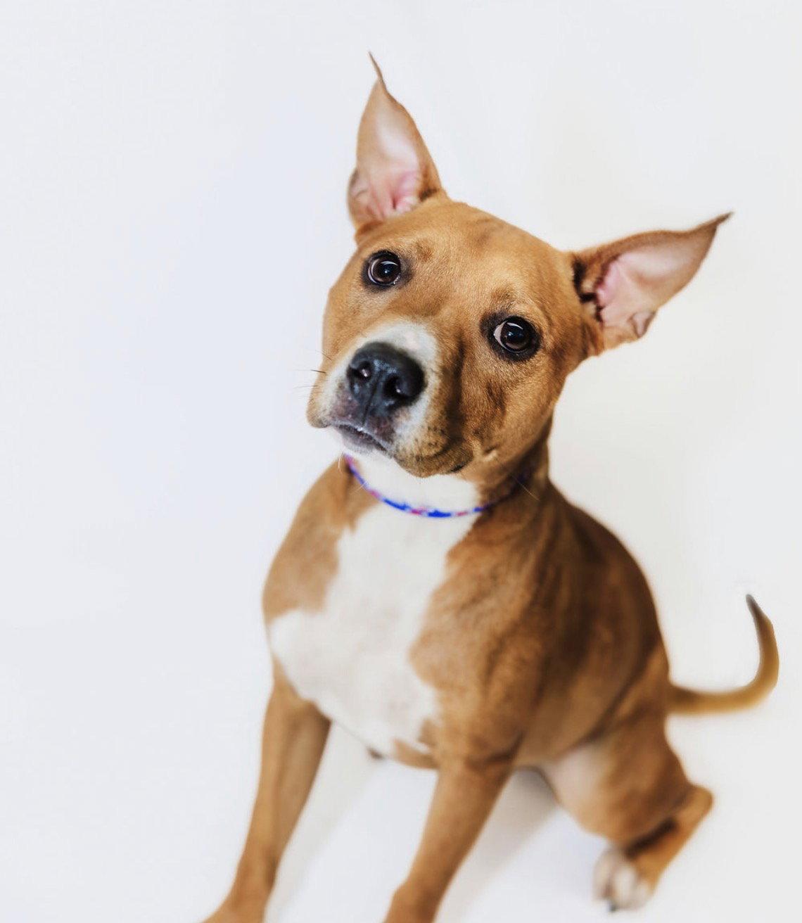 Enlarge Julie, a Adoptable Pit Bull Terrier in York, SC image 1/3