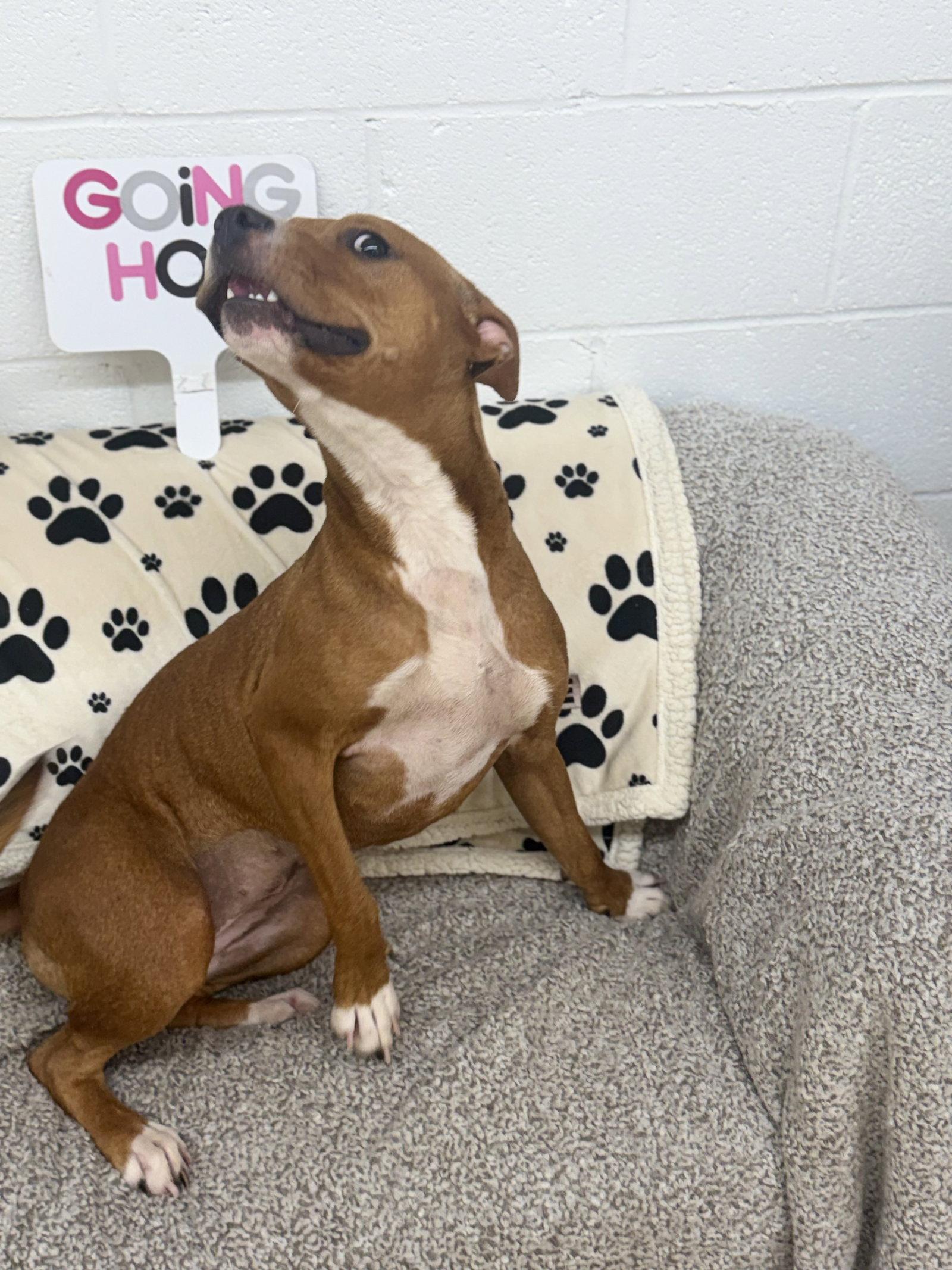 Julie, Adoptable, Young Female Pit Bull Terrier.