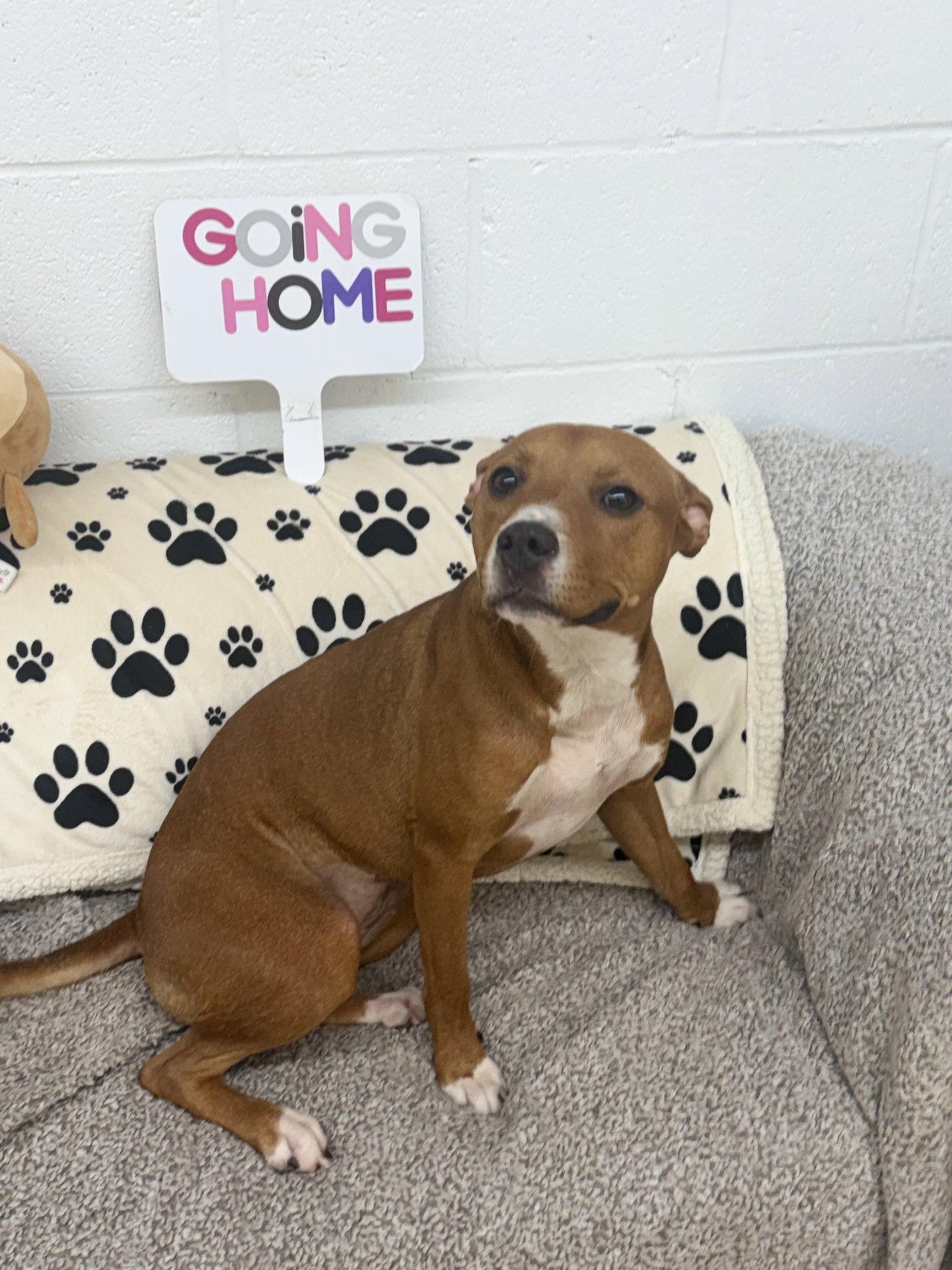 Enlarge Julie, a Adoptable Pit Bull Terrier in York, SC image 2/3