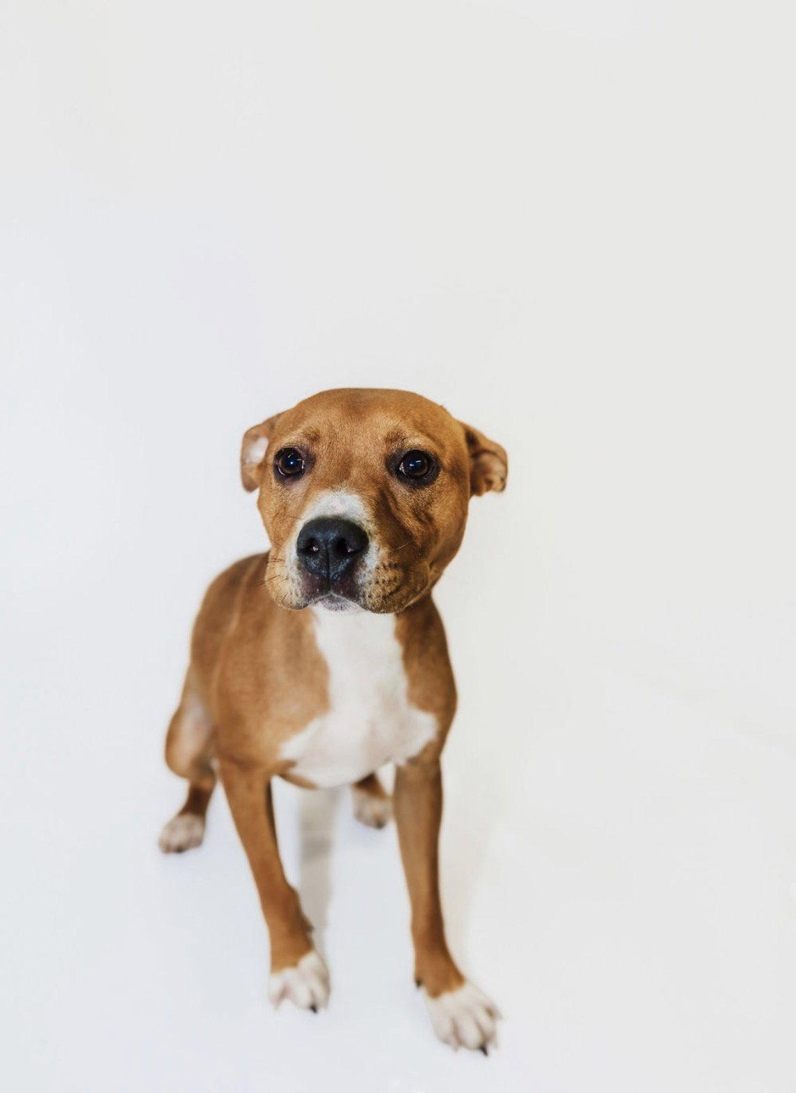 Enlarge Julie, a Adoptable Pit Bull Terrier in York, SC image 2/3