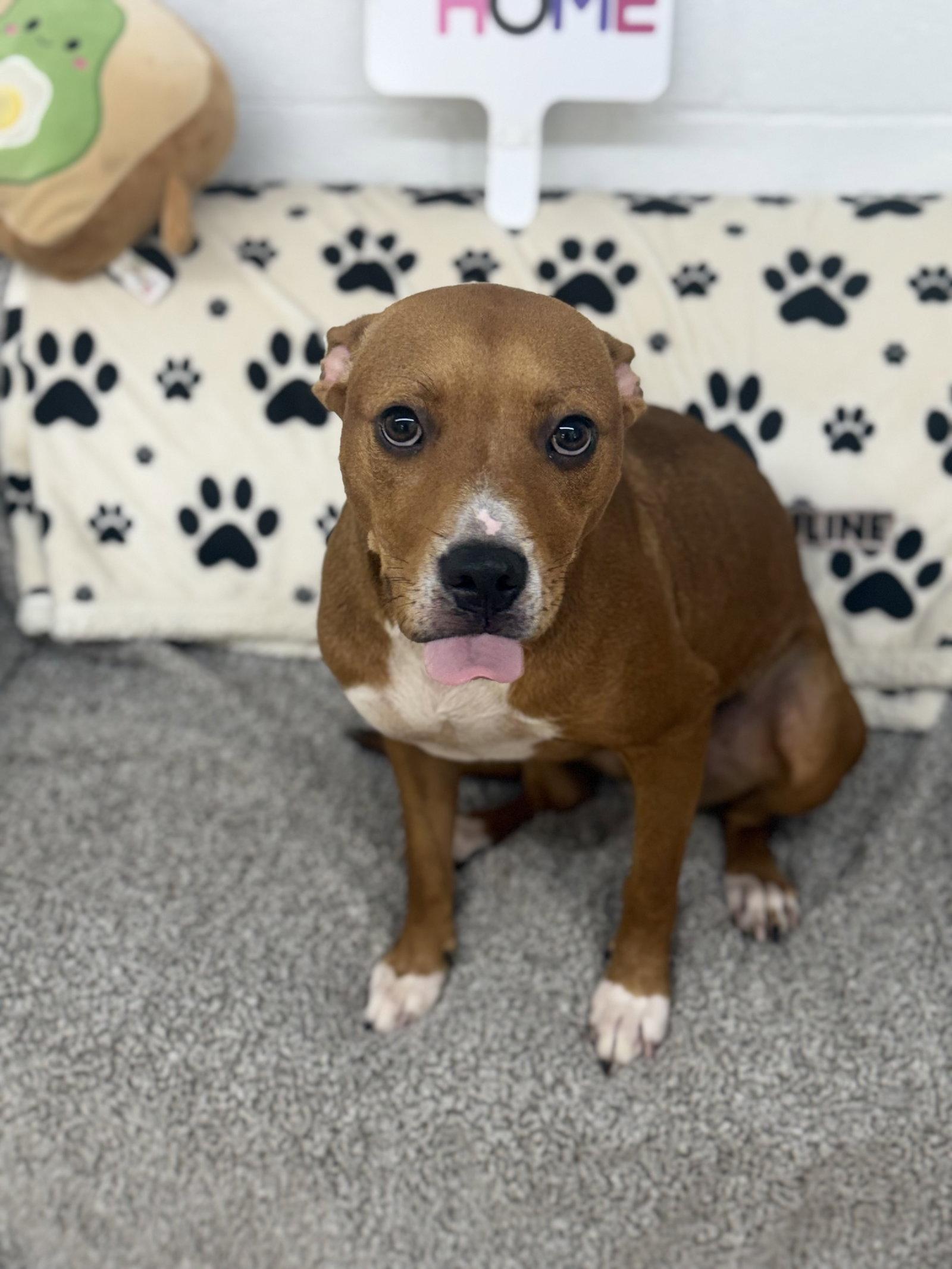 Enlarge Julie, a Adoptable Pit Bull Terrier in York, SC image 3/3