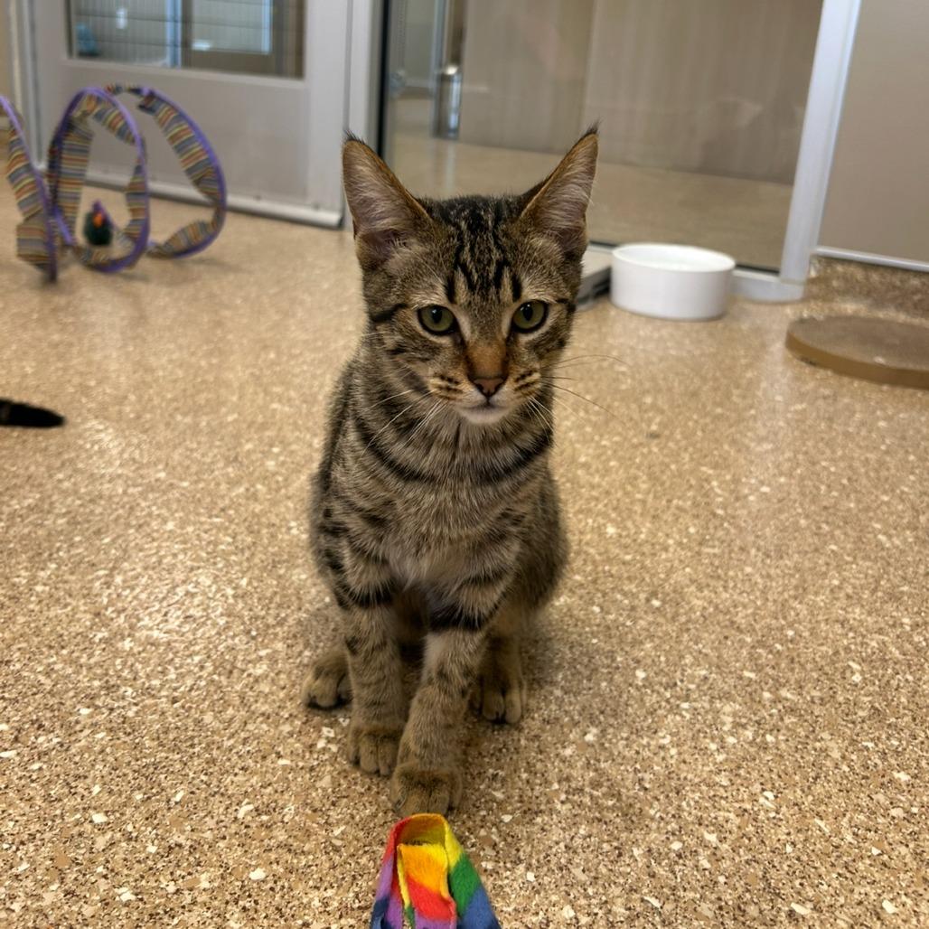 Abigail, Adoptable, Kitten Female Domestic Short Hair.