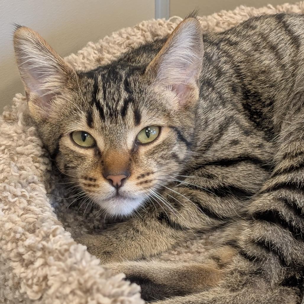 Abigail, a Adoptable Domestic Short Hair in Sonoma, CA image 2/5