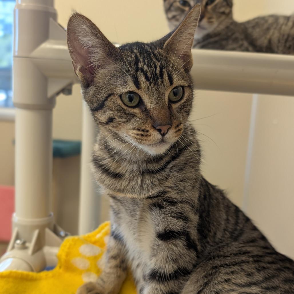 Abigail, a Adoptable Domestic Short Hair in Sonoma, CA image 3/5