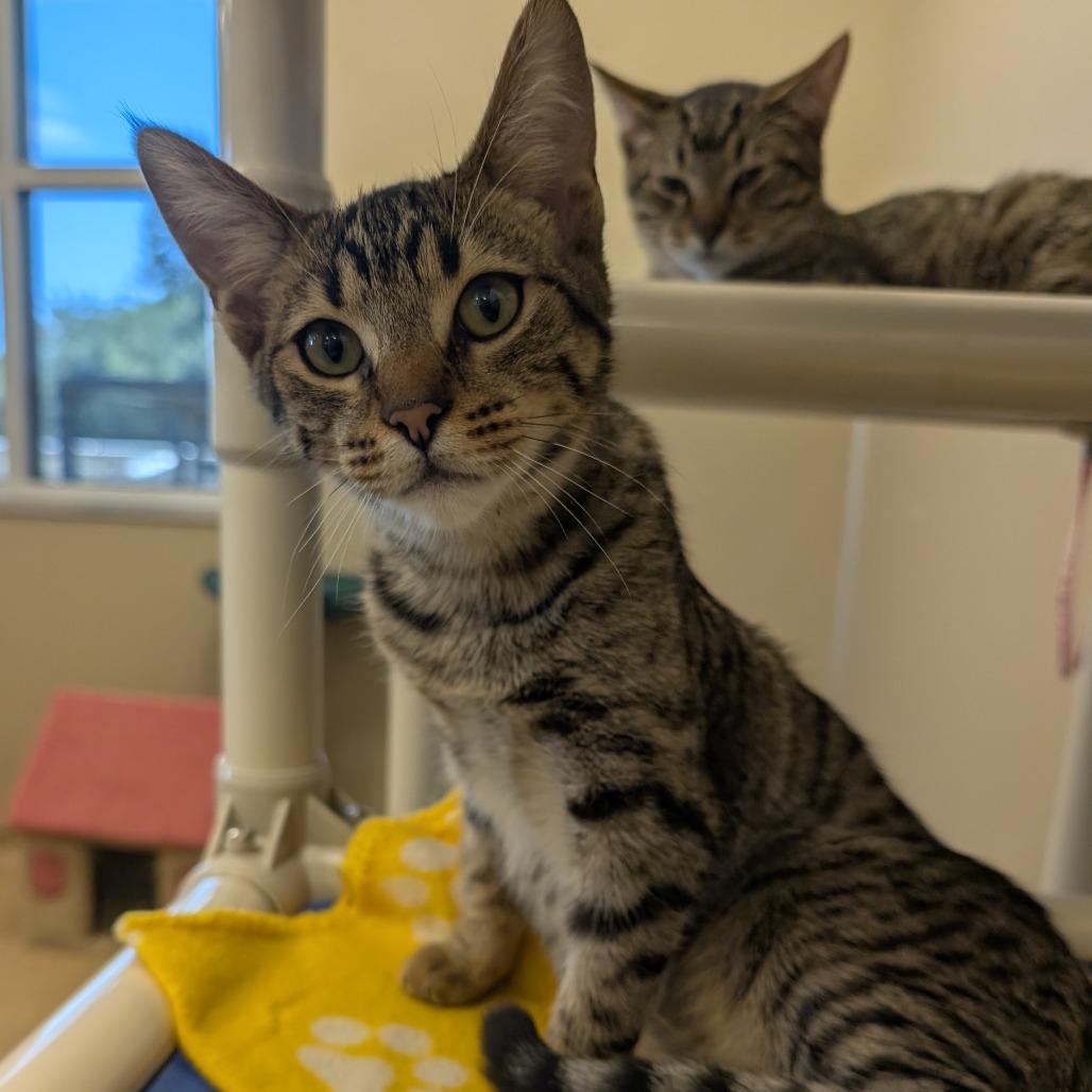 Abigail, a Adoptable Domestic Short Hair in Sonoma, CA image 4/5