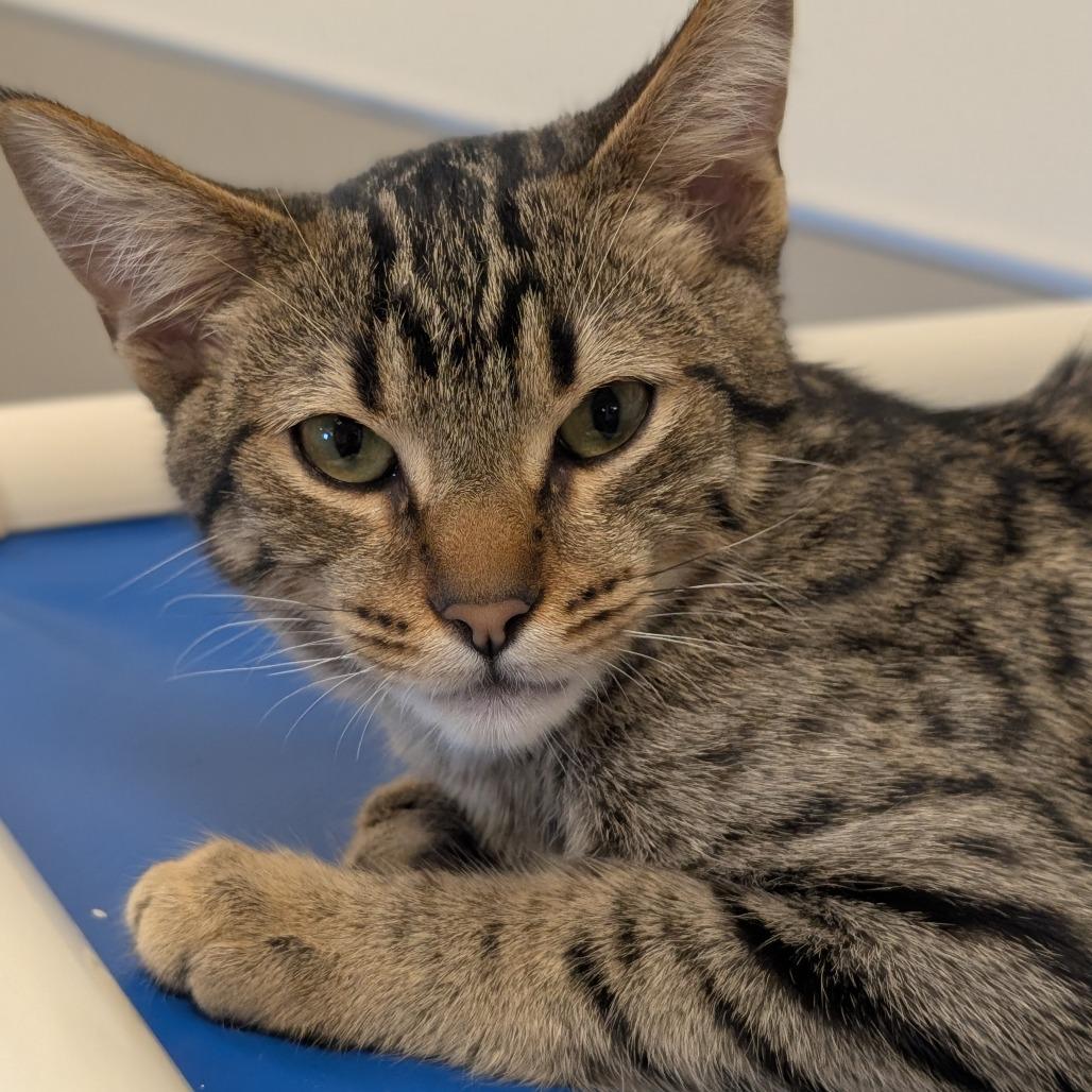 Abigail, a Adoptable Domestic Short Hair in Sonoma, CA image 5/5