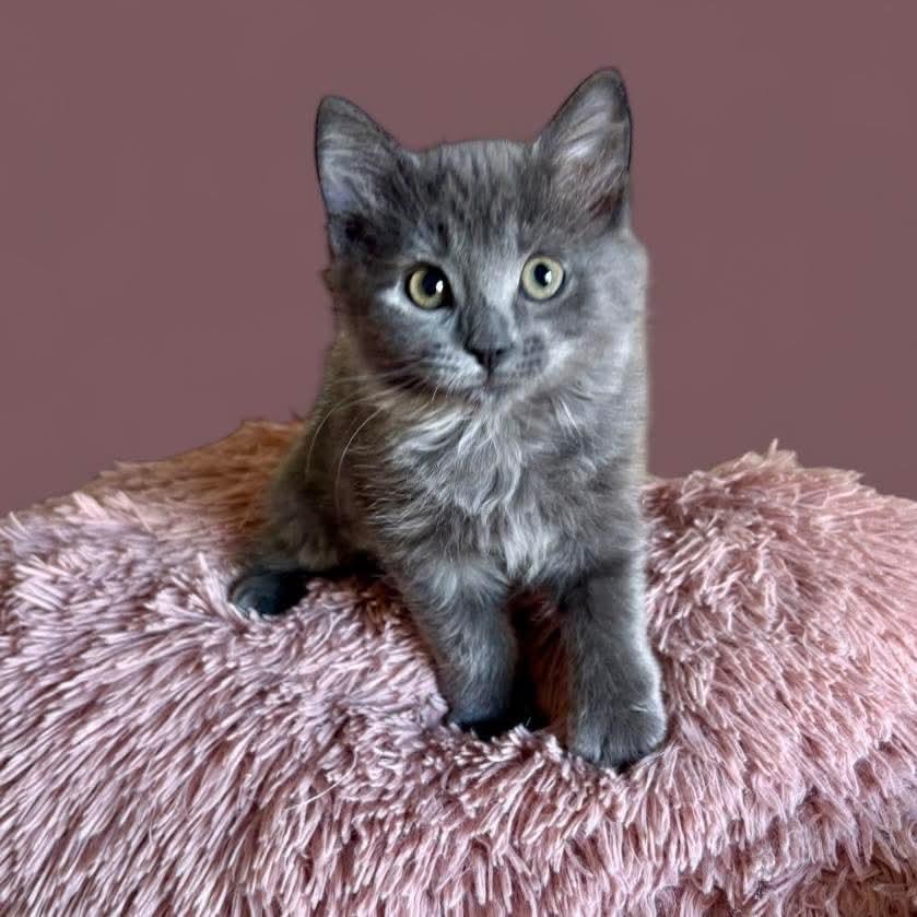 Kernel, Adopted, Kitten Male Domestic Medium Hair.