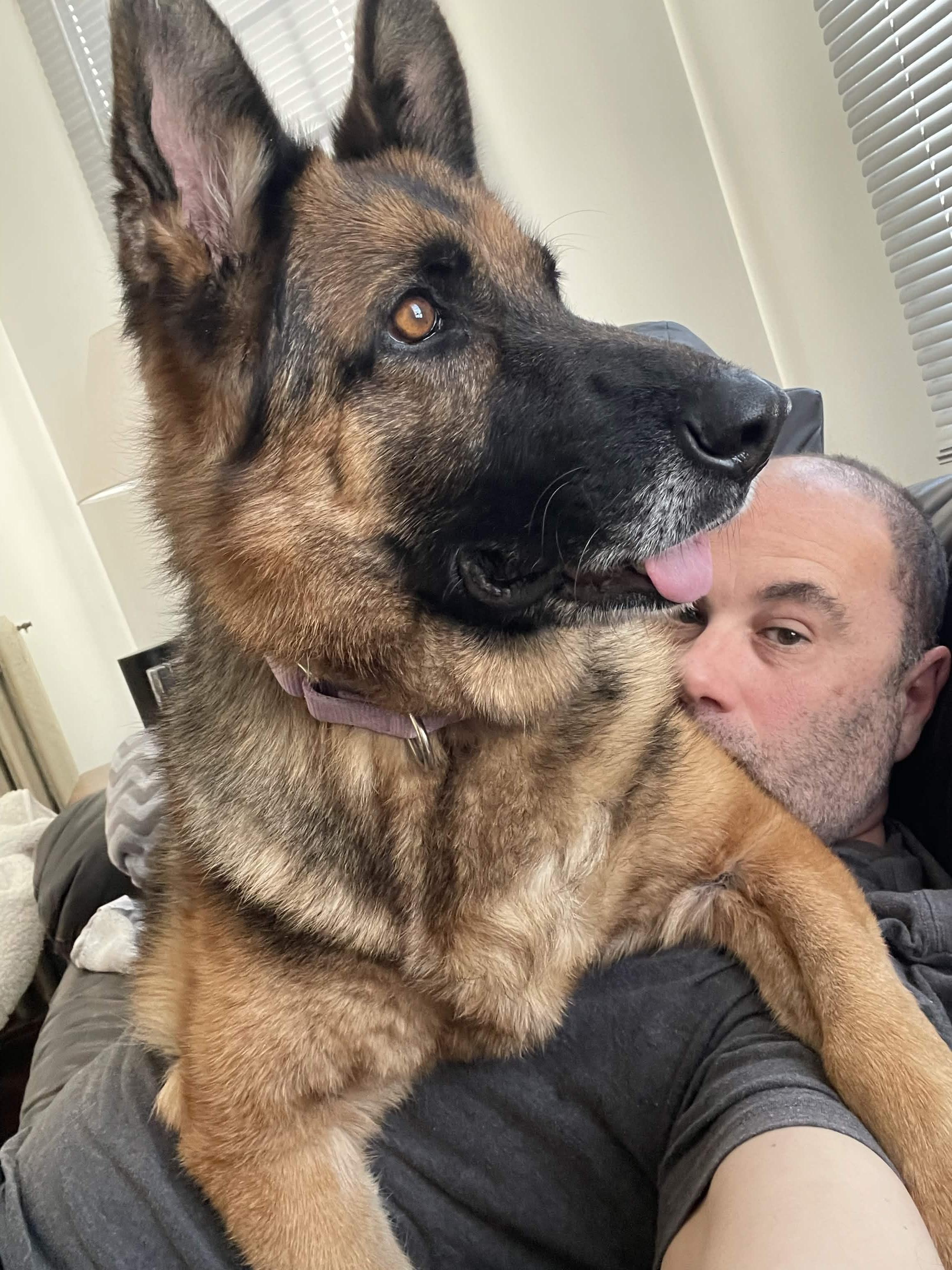 Enlarge Sadie, a ADOPTABLE German Shepherd Dog in Millburn, NJ image 1/5