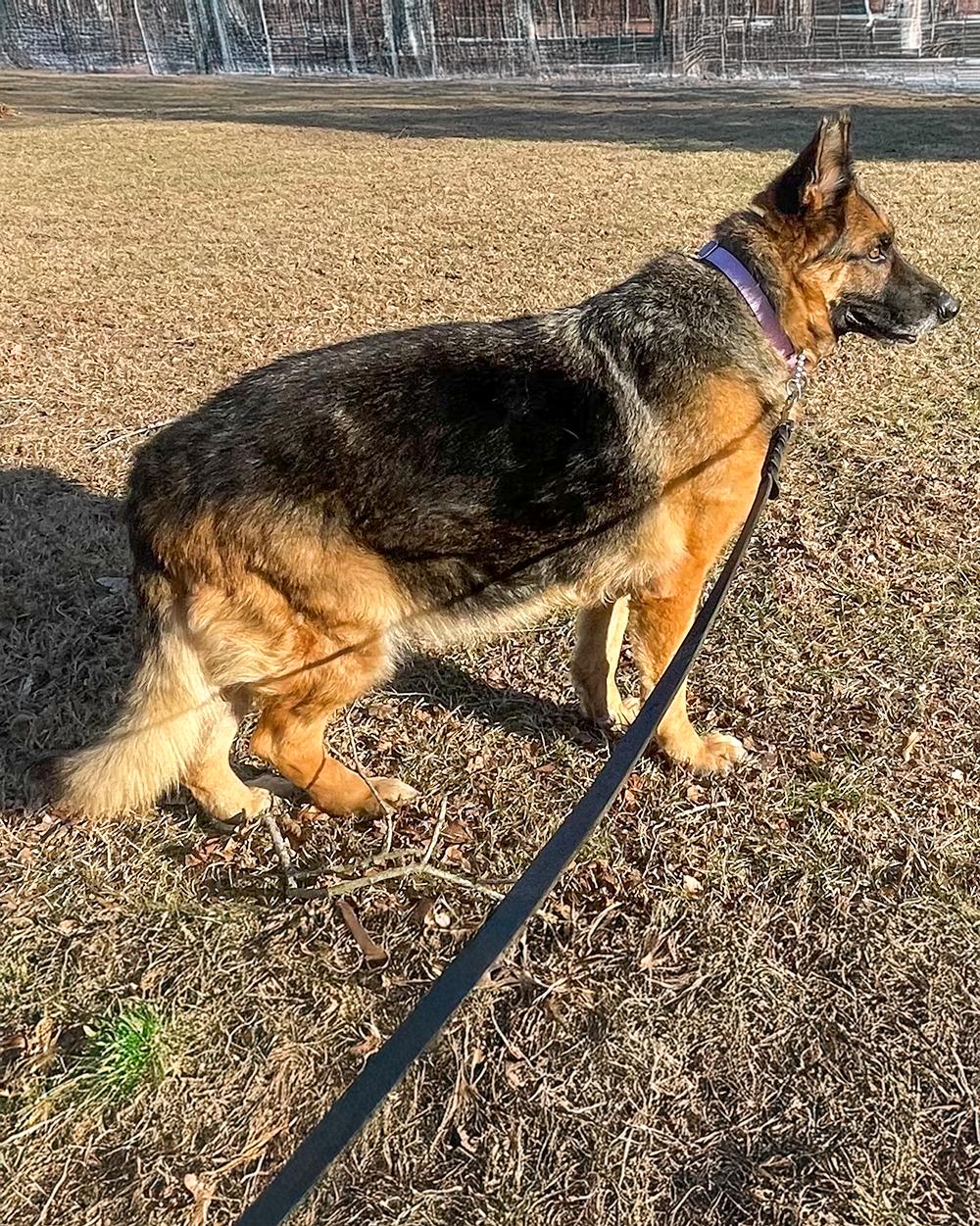 Enlarge Sadie, a ADOPTABLE German Shepherd Dog in Millburn, NJ image 2/5