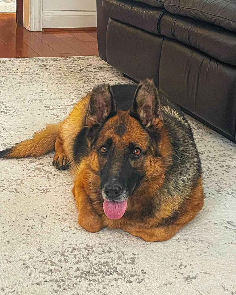 Enlarge Sadie, a ADOPTABLE German Shepherd Dog in Millburn, NJ image 3/5