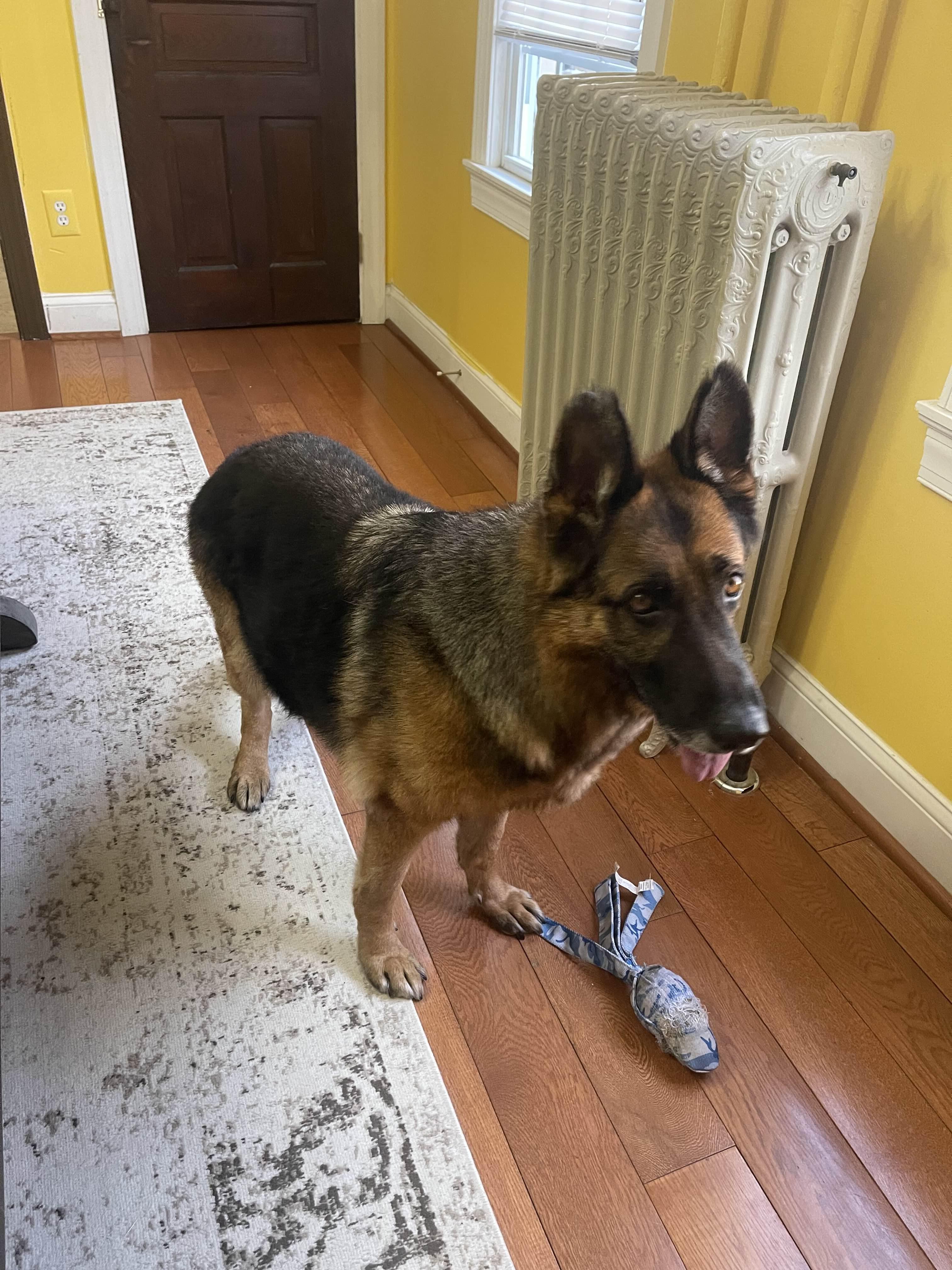 Enlarge Sadie, a ADOPTABLE German Shepherd Dog in Millburn, NJ image 5/5