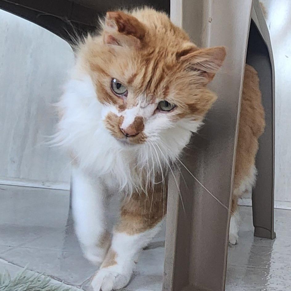 Maddie, Adoptable, Senior Female Domestic Long Hair.