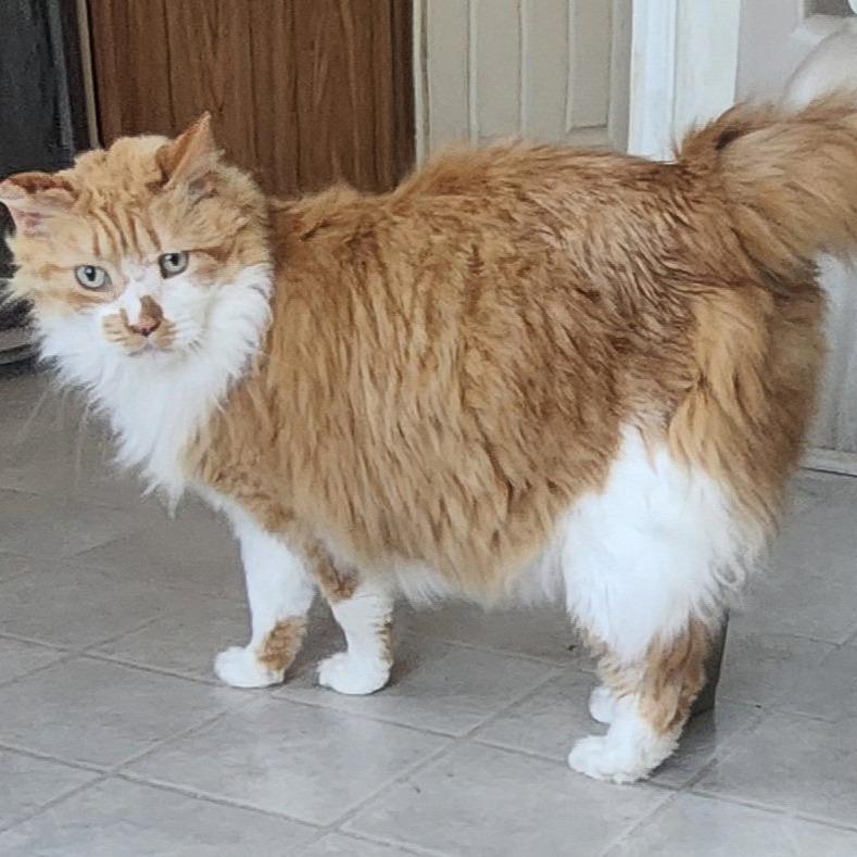 Enlarge Maddie, a Adoptable Domestic Long Hair in Berkeley Springs, WV image 2/2