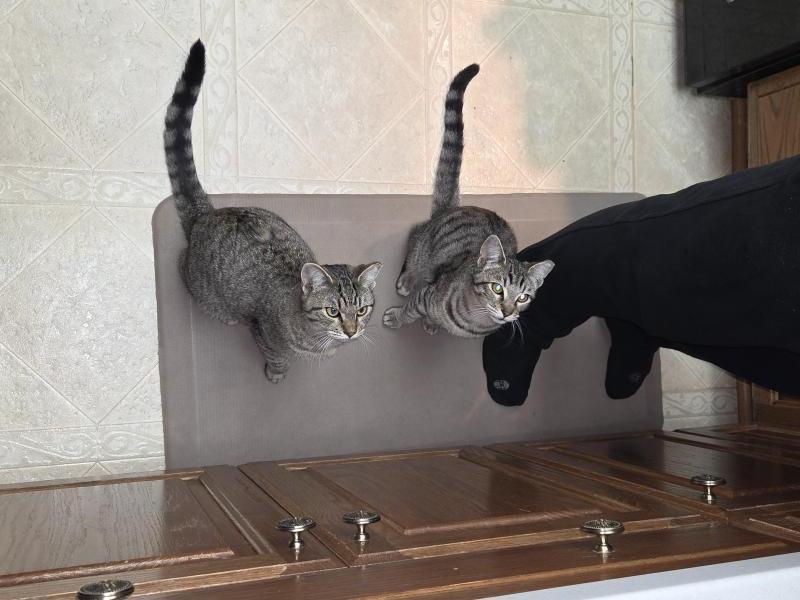 Little One, Adoptable, Young Male Domestic Short Hair & Tabby.