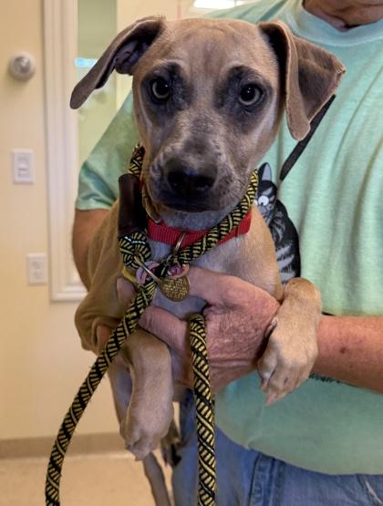Tristan, Adoptable, Young Male Mixed Breed & Mixed Breed.