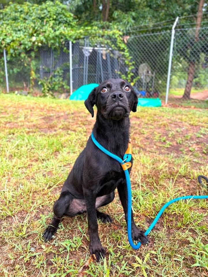 Inky, ADOPTABLE, Young Female Mixed Breed.
