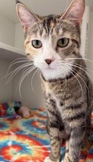 Enlarge Pigeon, a ADOPTABLE Domestic Short Hair in Mason City, IA image 1/2