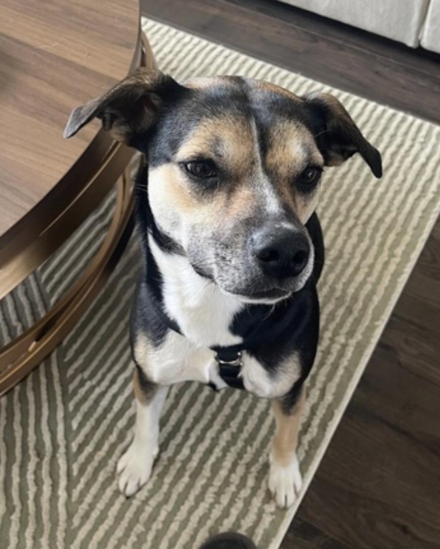 Koko — thumbnail 3