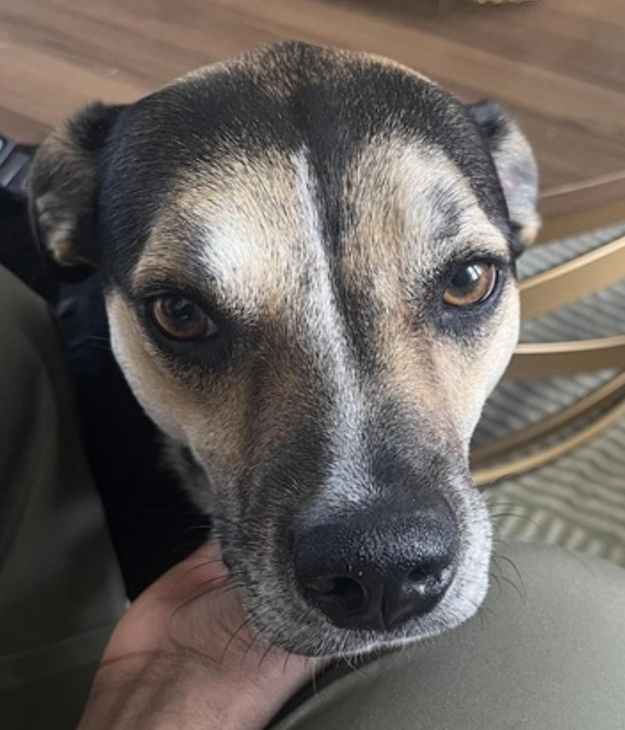 Koko — thumbnail 4