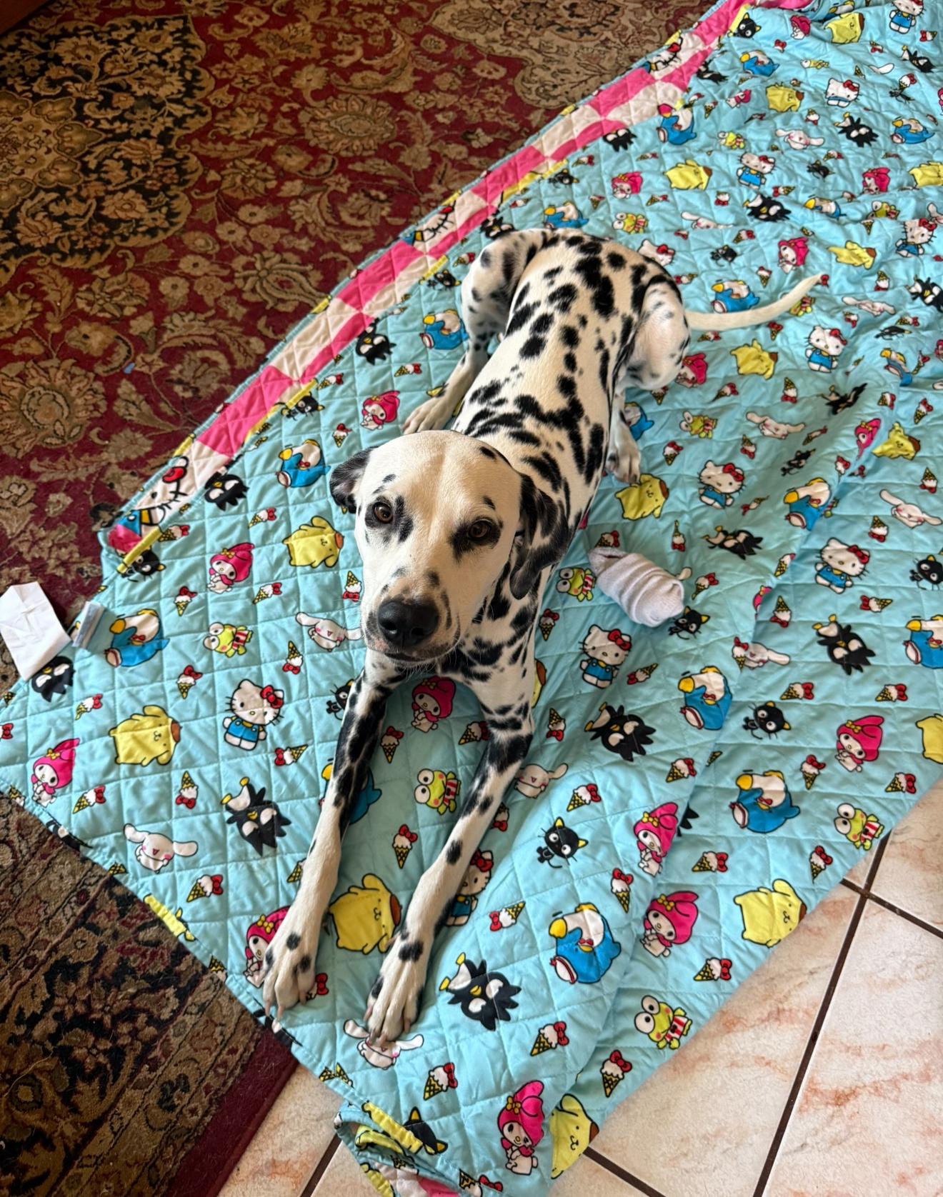 Pepper-ADOPTION PENDING