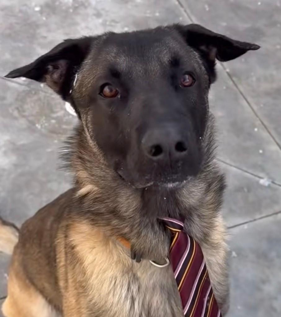 Gavin, adopted, Young Male Belgian Shepherd / Malinois & German Shepherd Dog.