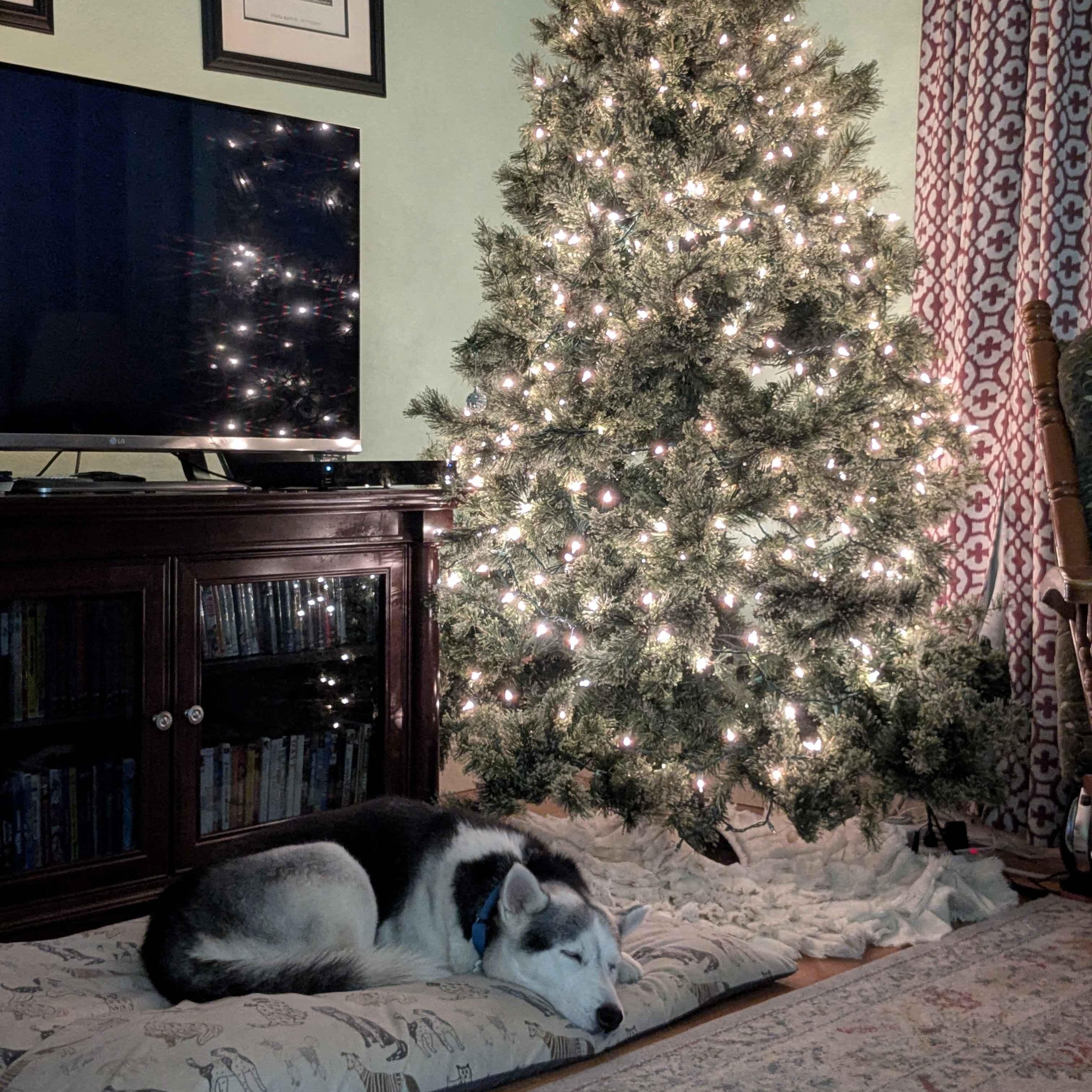 Enlarge Storm, a Adoptable Husky in Tukwila, WA image 4/5