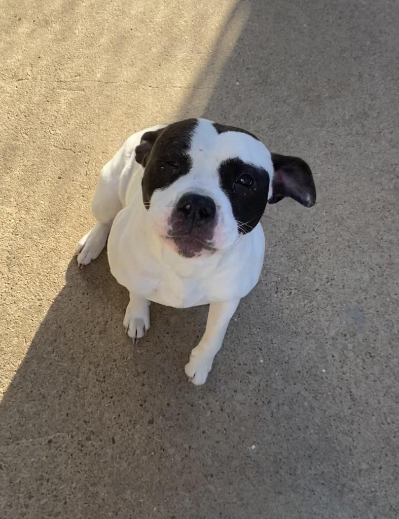 Sweetie, ADOPTABLE, Adult Female American Bulldog.
