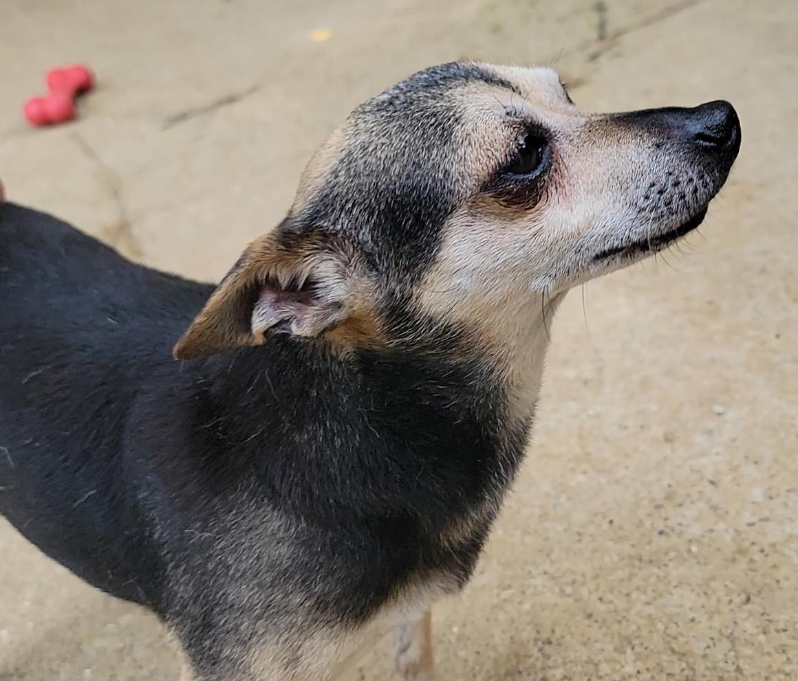 Enlarge Pedro, a Adoptable Chihuahua in Mount Sterling, KY image 6/6