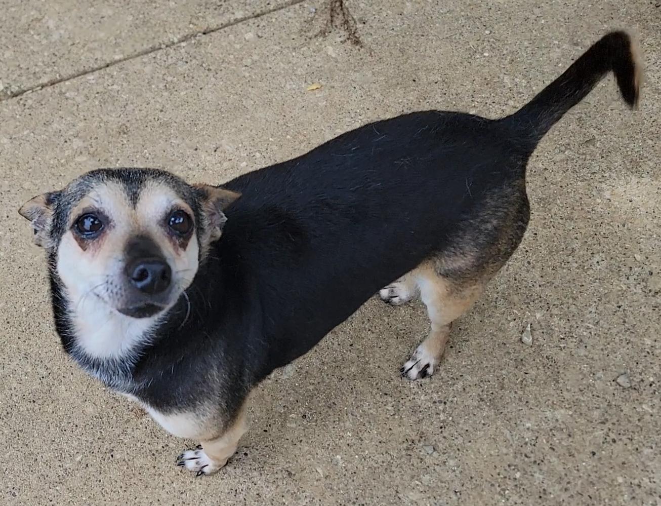 Enlarge Pedro, a Adoptable Chihuahua in Mount Sterling, KY image 3/6
