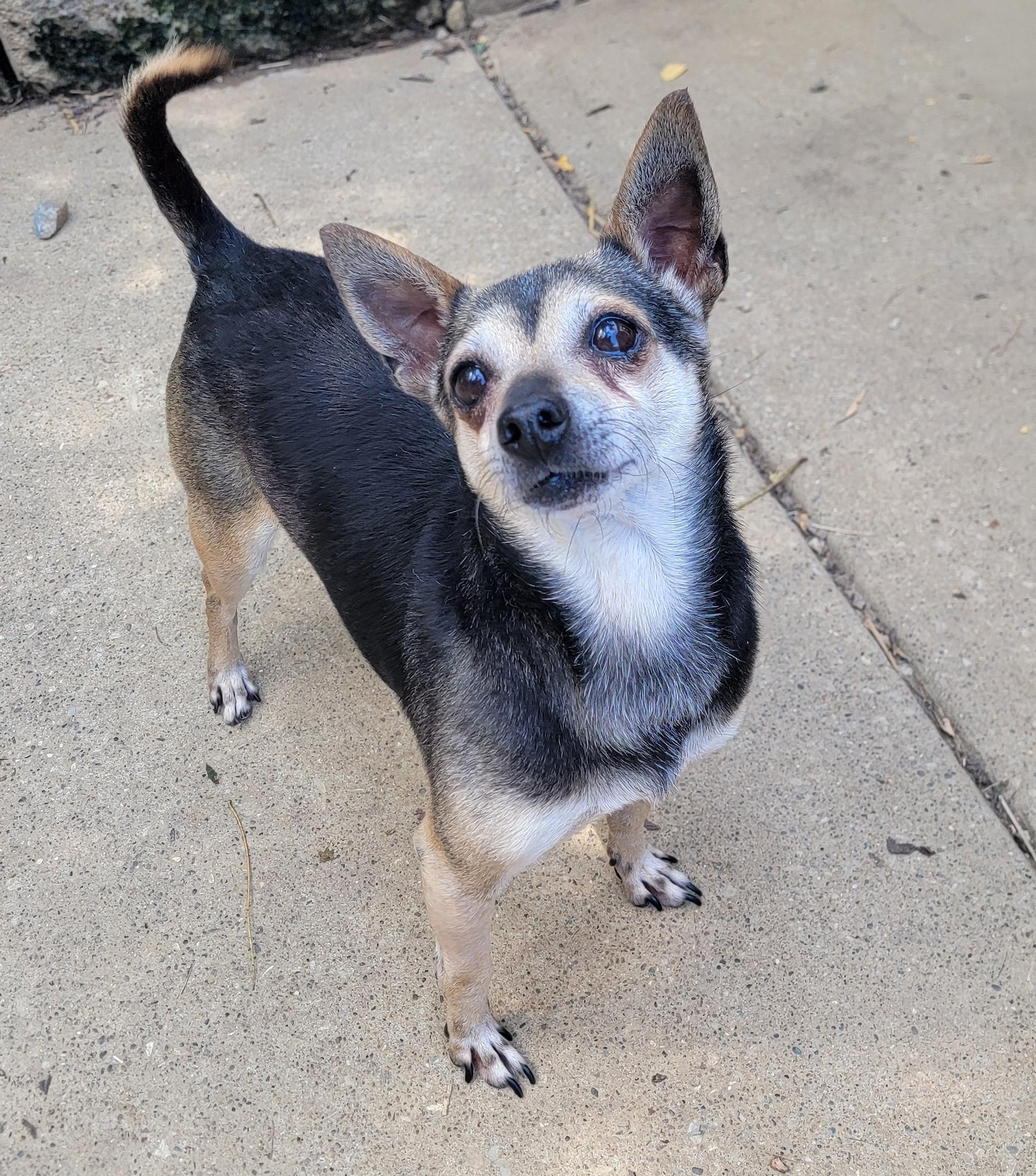 Pedro, Adoptable, Adult Male Chihuahua.