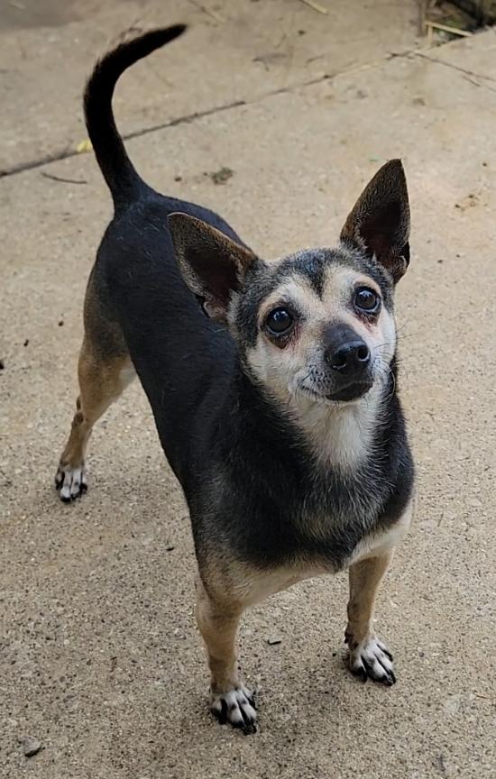Enlarge Pedro, a Adoptable Chihuahua in Mount Sterling, KY image 4/6