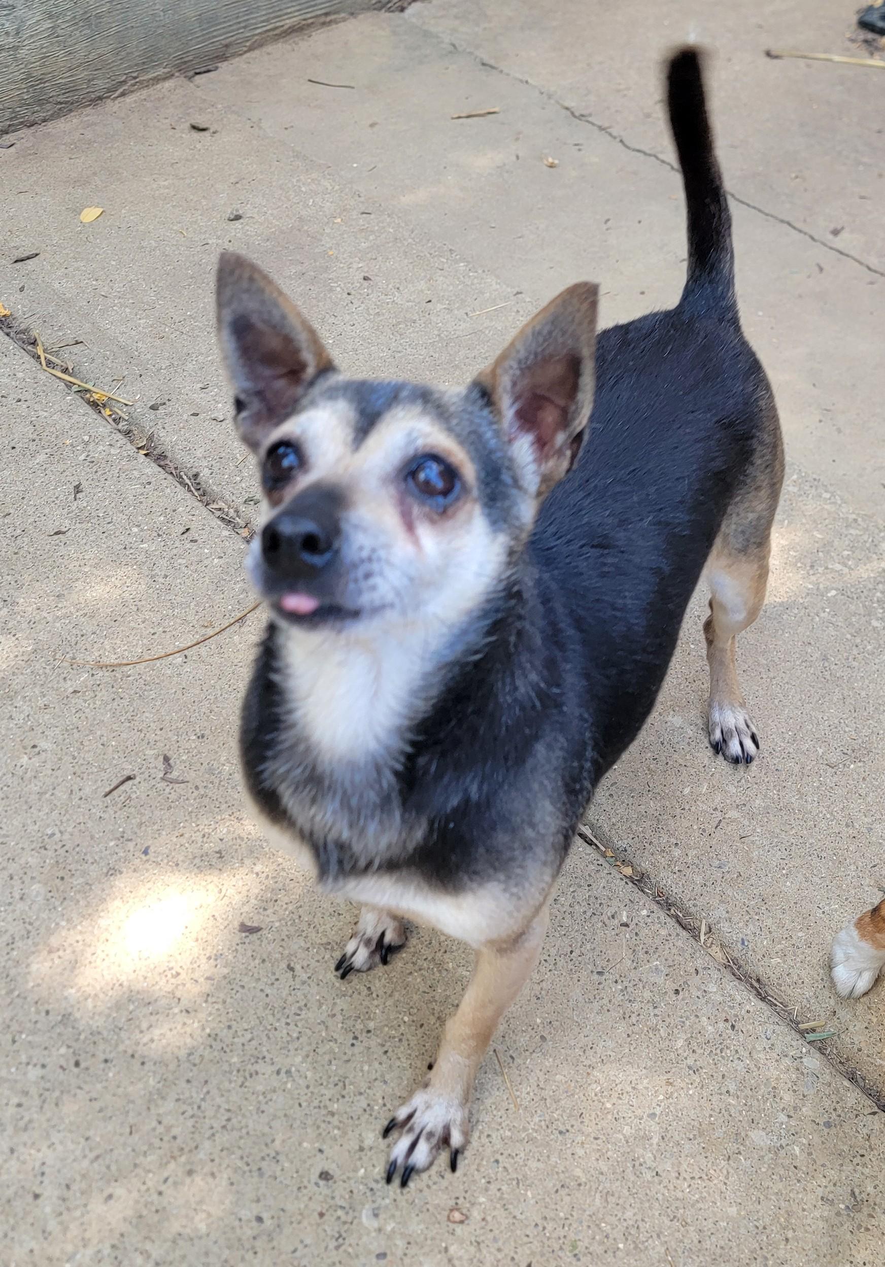Enlarge Pedro, a Adoptable Chihuahua in Mount Sterling, KY image 5/6
