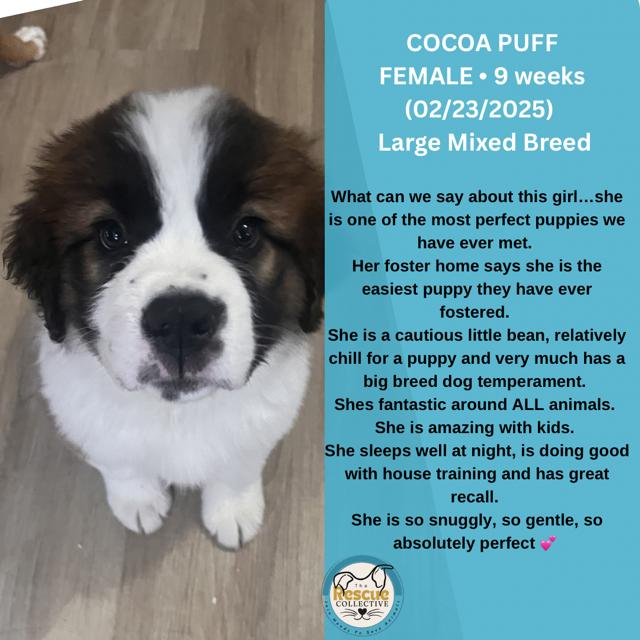 Enlarge Cocoa Puff, an adopted mixed breed in Clive, AB image 1/1