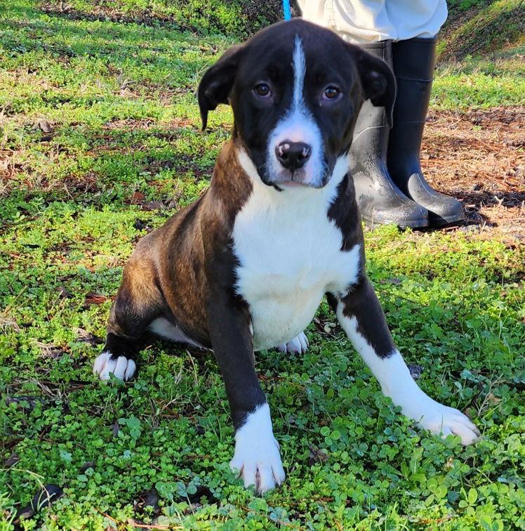 Enlarge 251729  Bubba, a Adoptable mixed breed in Wetumpka, AL image 1/3