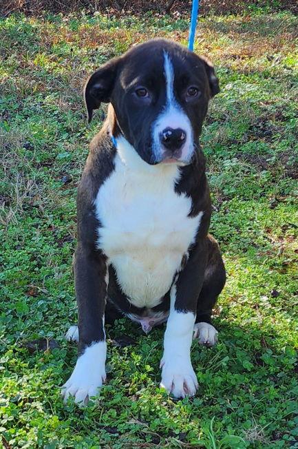 Enlarge 251729  Bubba, a Adoptable mixed breed in Wetumpka, AL image 2/3