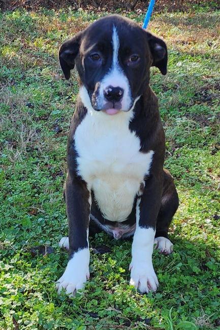 Enlarge 251729  Bubba, a Adoptable mixed breed in Wetumpka, AL image 3/3