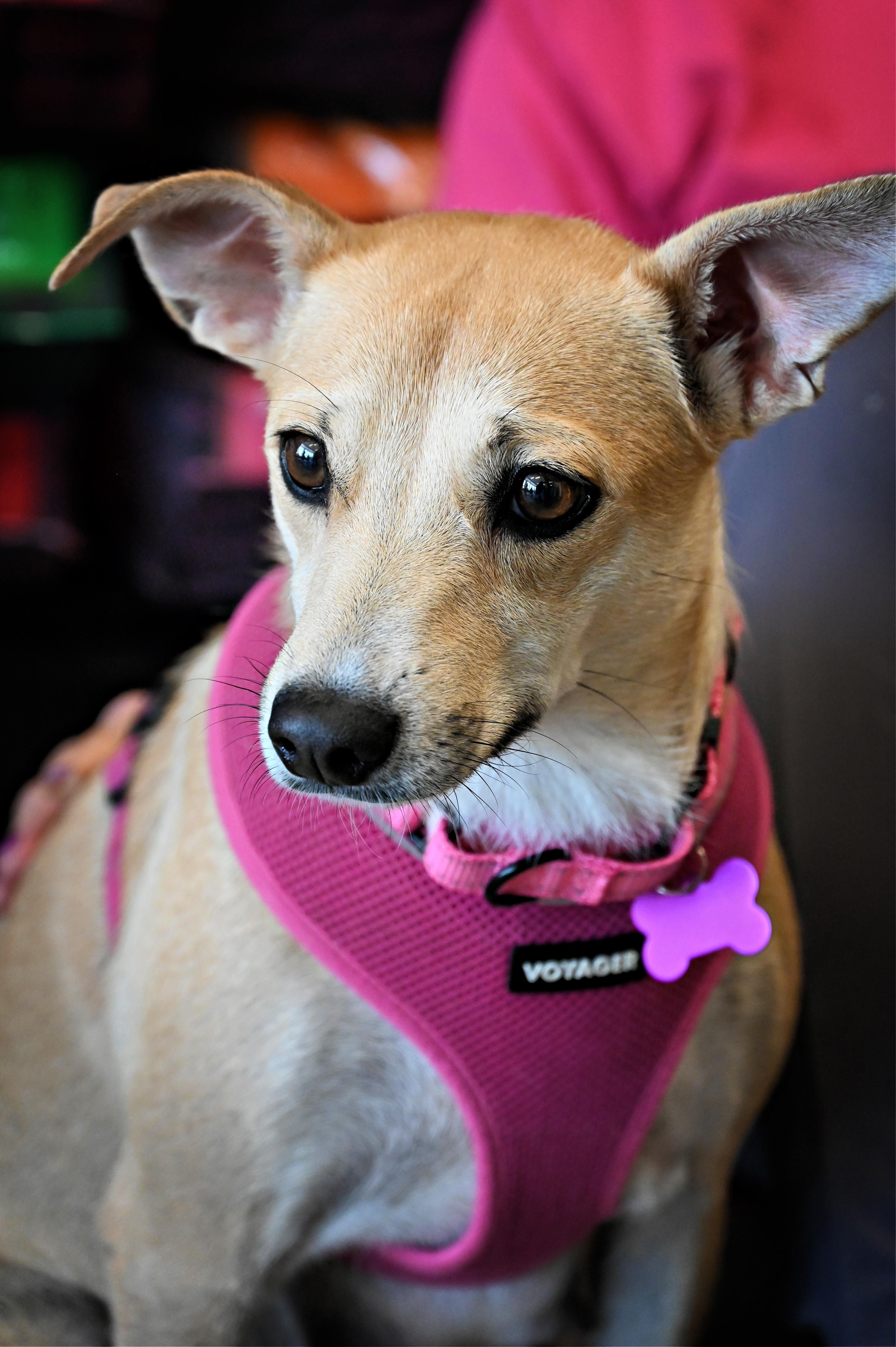 Enlarge Valentine (I need a foster), a ADOPTABLE mixed breed in Ellicott City, MD image 1/4