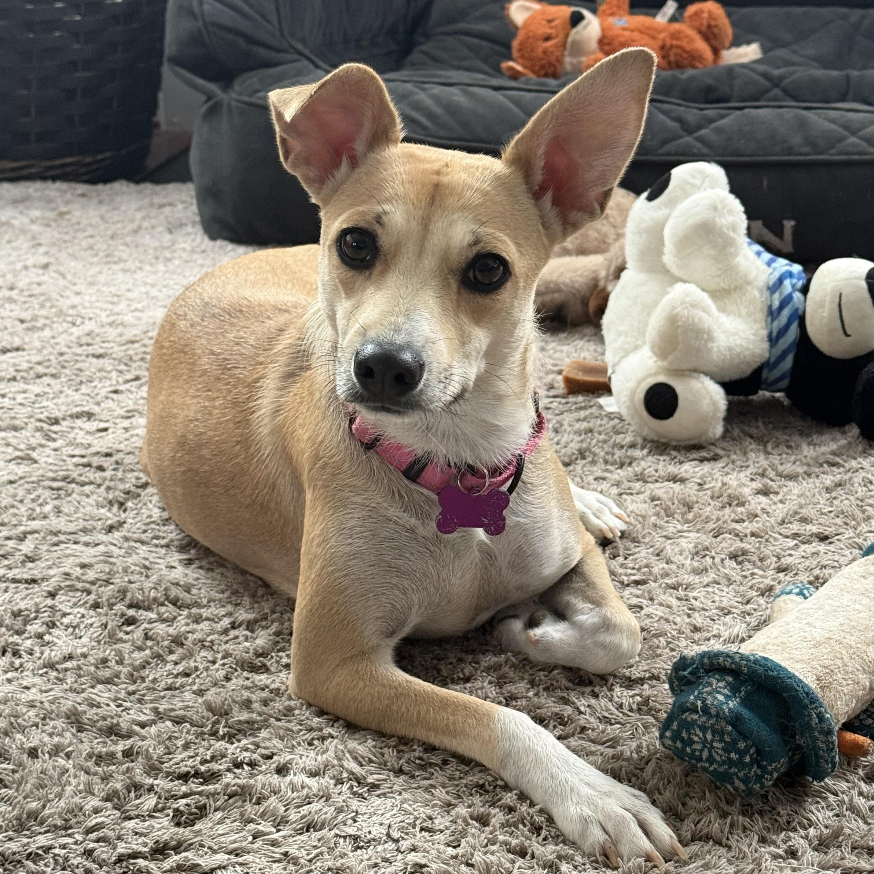 Enlarge Pippa (watch my video) , an adoptable mixed breed in Ellicott City, MD image 1/6