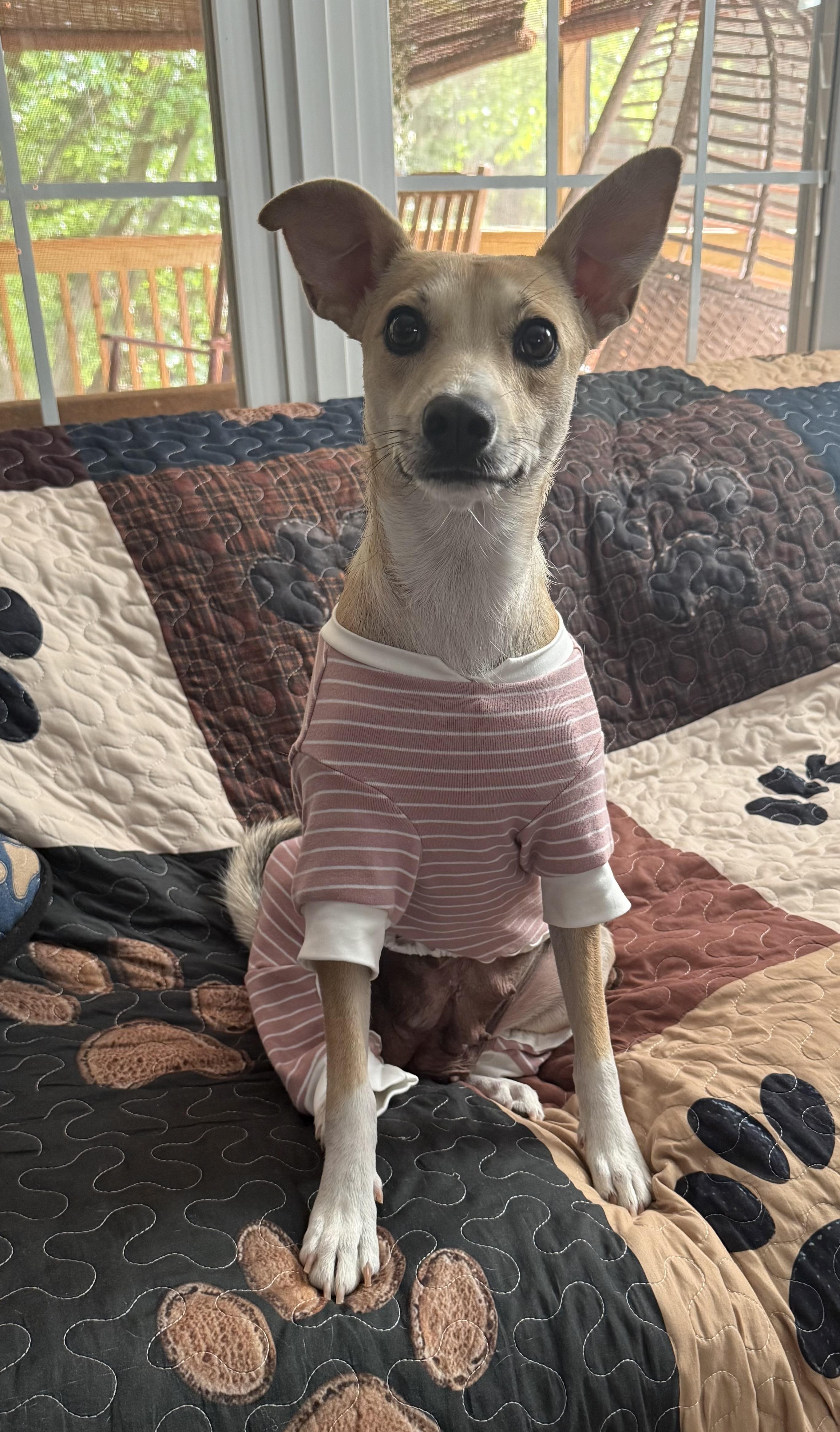 Enlarge Pippa (watch my video) , an adoptable mixed breed in Ellicott City, MD image 3/6