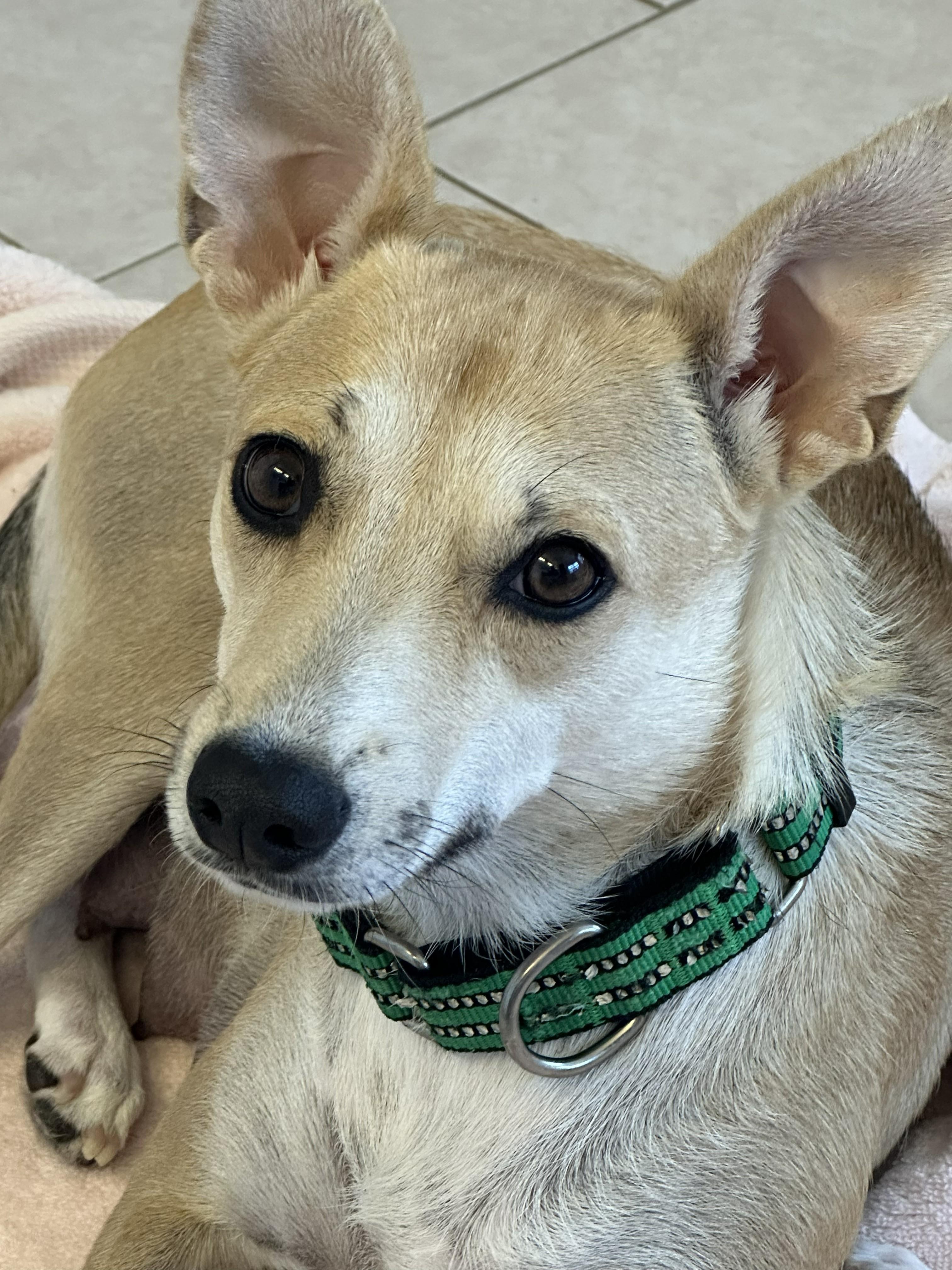 Enlarge Valentine (I need a foster), a ADOPTABLE mixed breed in Ellicott City, MD image 3/4