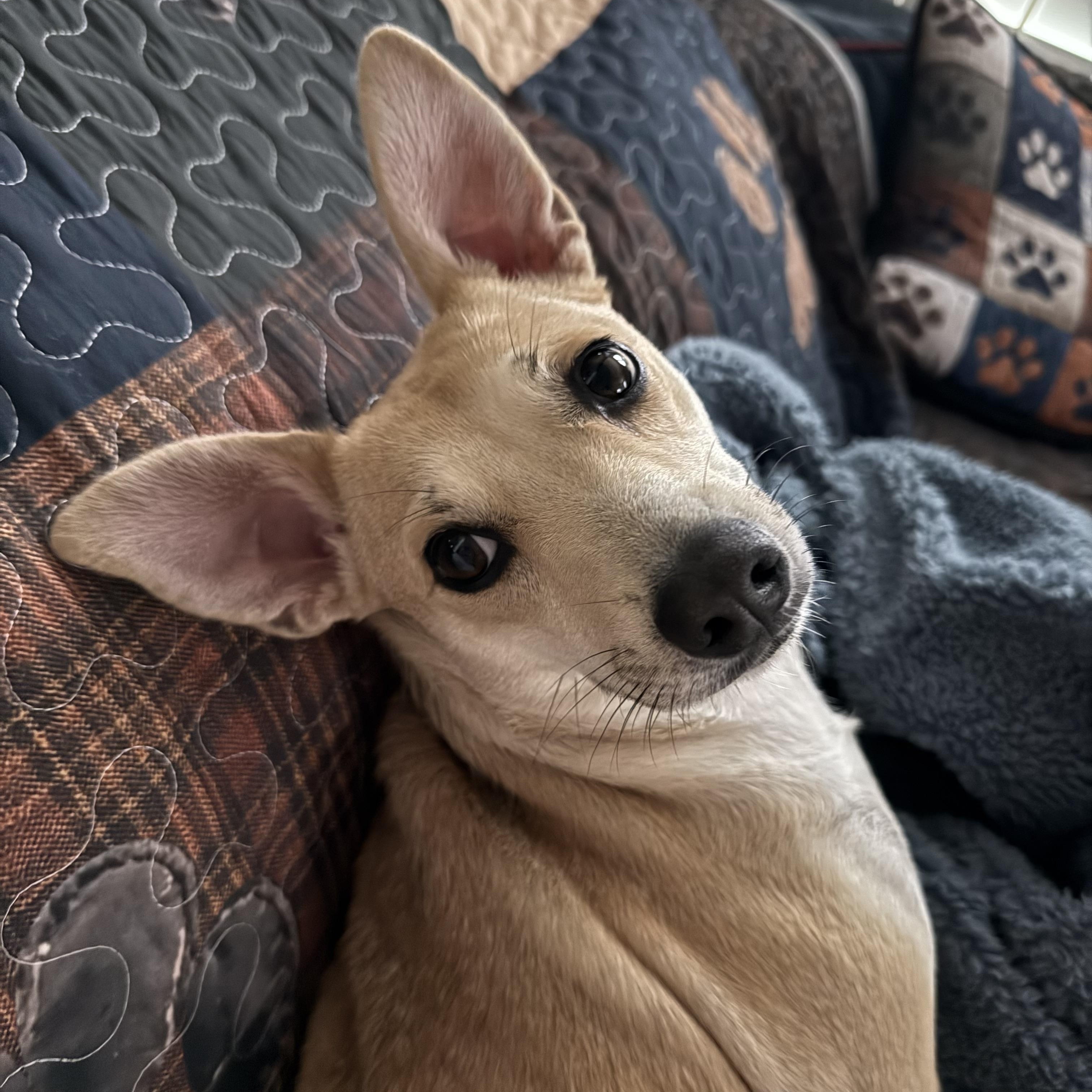 Enlarge Pippa (watch my video) , an adopted mixed breed in Ellicott City, MD image 2/6
