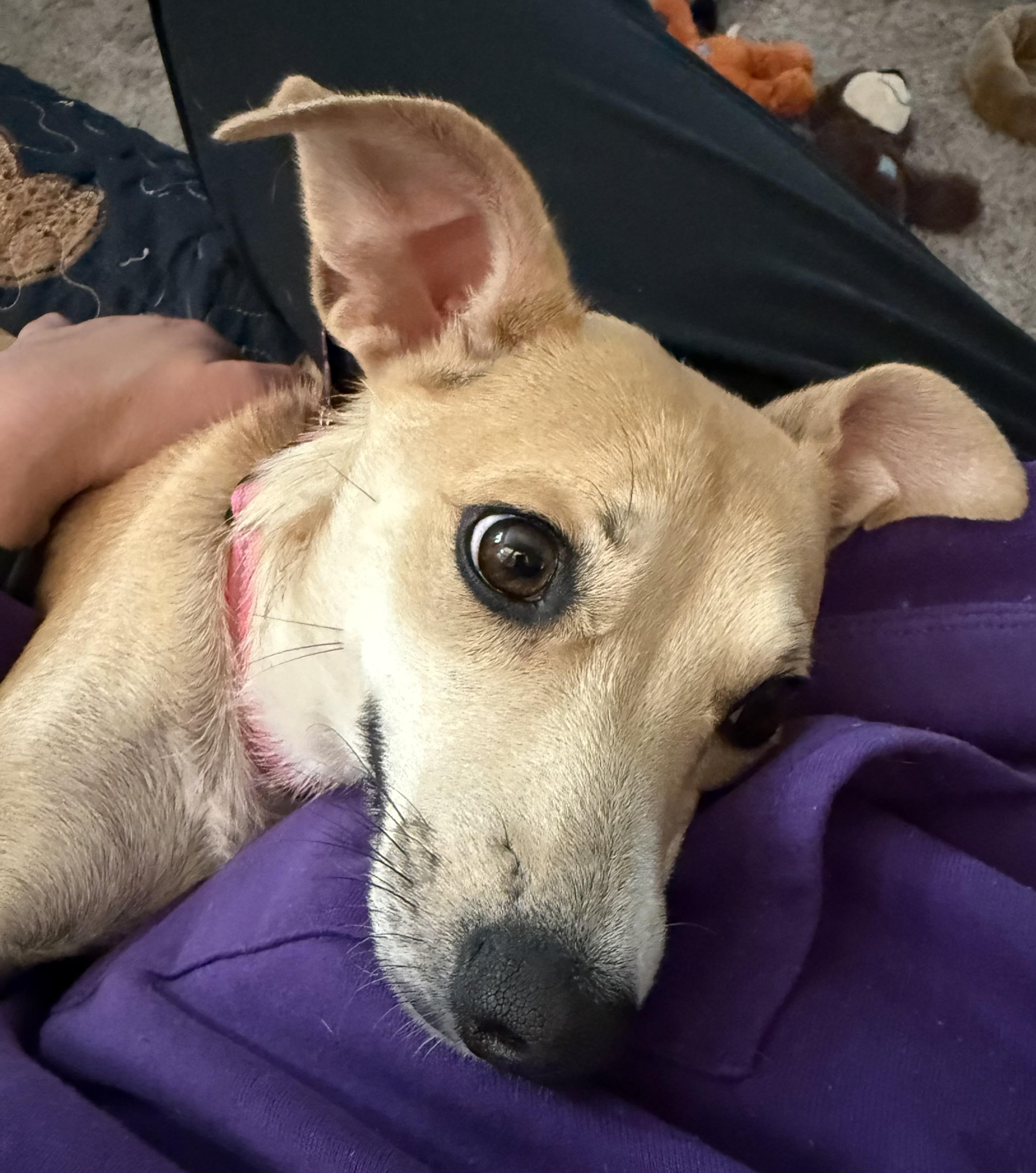 Enlarge Pippa (watch my video) , an adoptable mixed breed in Ellicott City, MD image 2/6