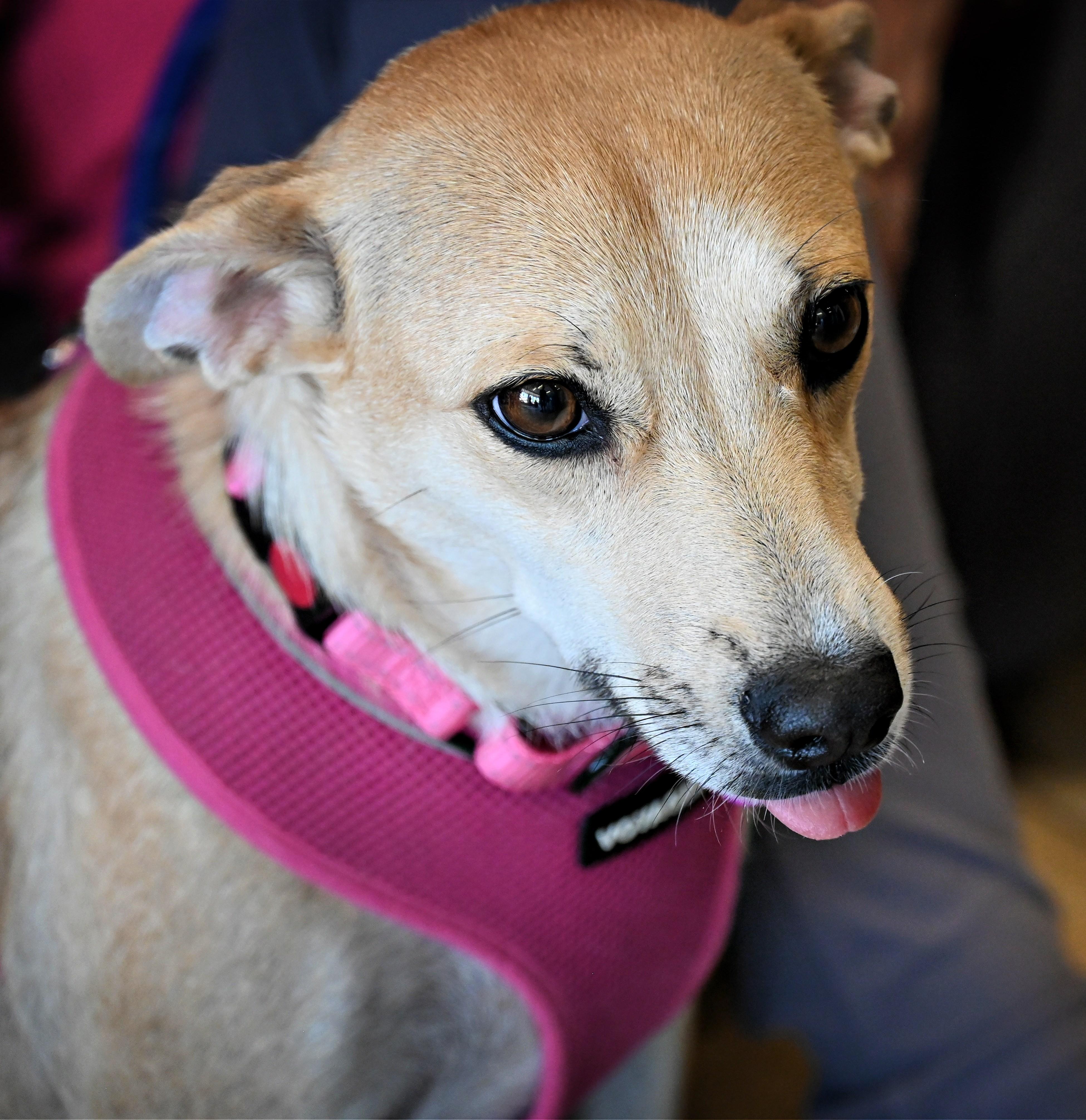 Enlarge Valentine (I need a foster), a ADOPTABLE mixed breed in Ellicott City, MD image 4/4